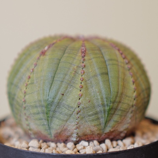 メス株 扁平 オベサ / ユーフォルビア