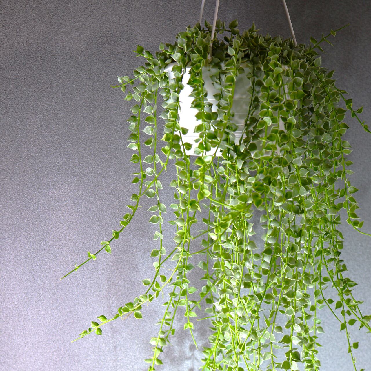 381 小さなハートが重なり合う、やさしい彩りのカーテン