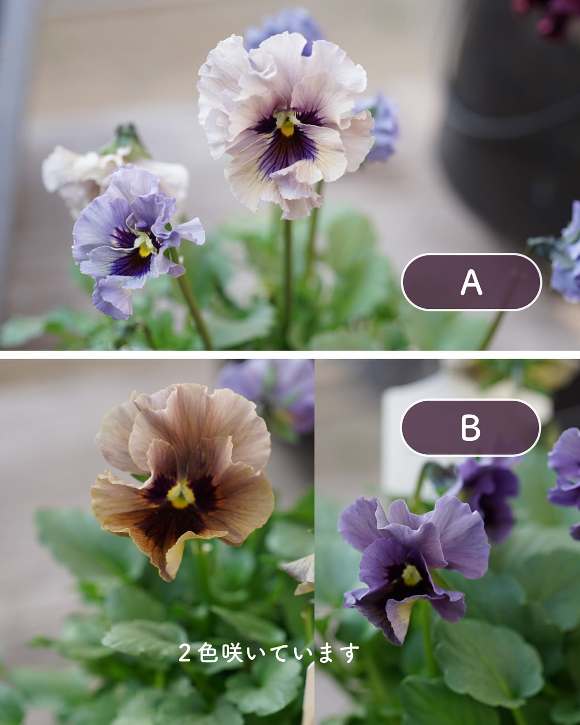 現品お届け】 ビオラ マイガール 3号 | アトリエ ヴィネット（花苗