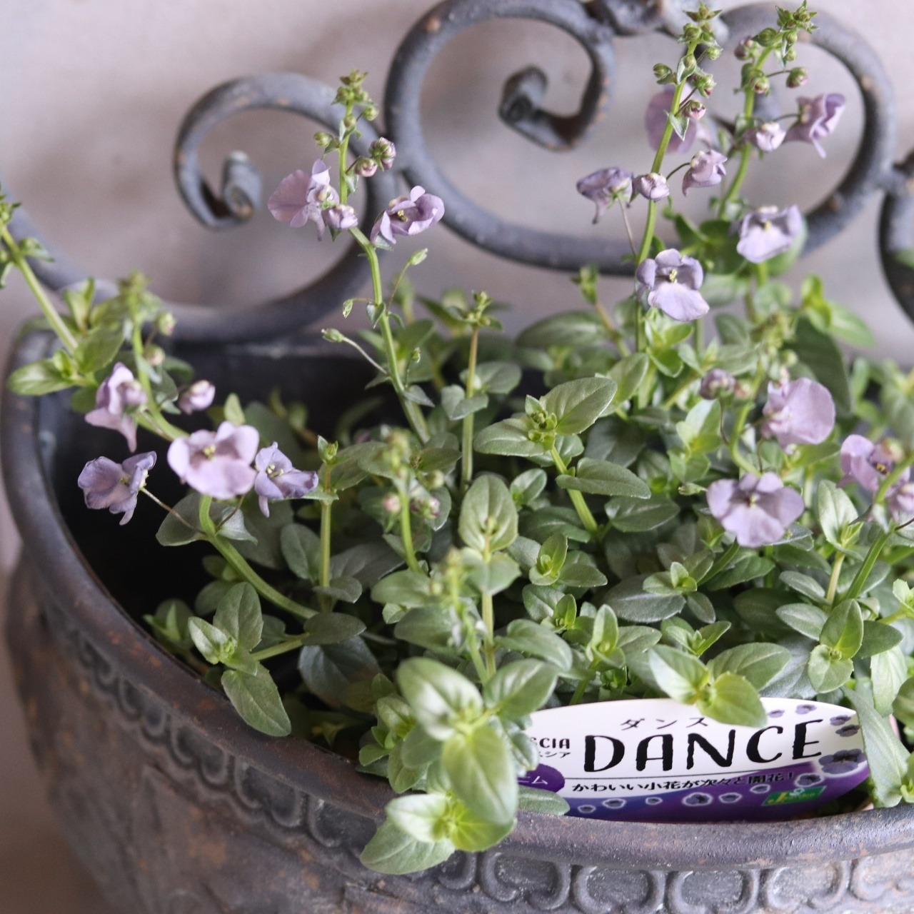 デコレウォールハングDGY　シャビーシック｜壁にかけれる・ハンギング・フェンスがオシャレになる　UF645