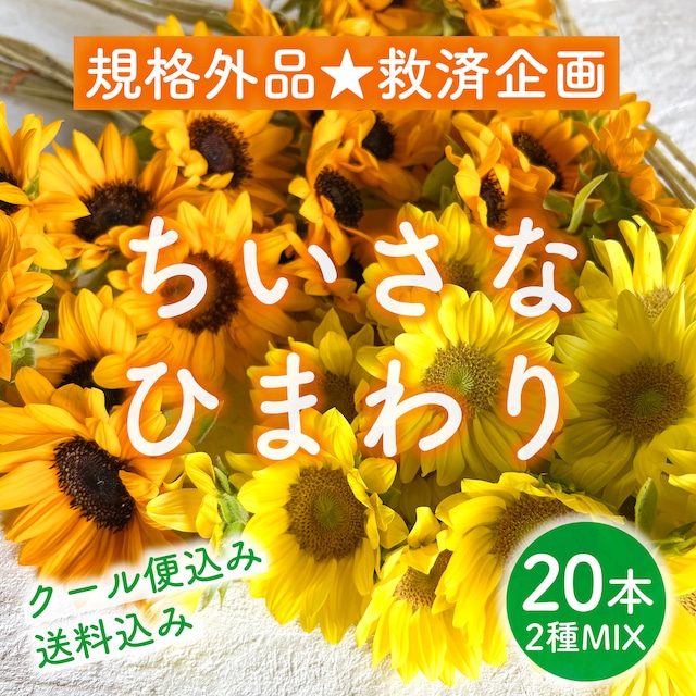 規格外品 ちいさなひまわり20本〈2種ミックス〉｜送料＆クール便込み｜ショート丈・切り花・生花〈フラワーロス救済企画〉