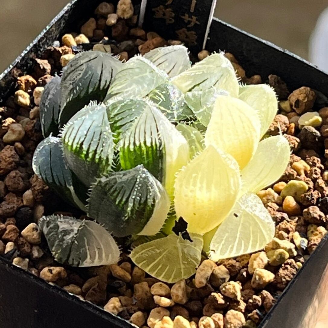 ハオルチア 三仙寿錦 | mocono_plants