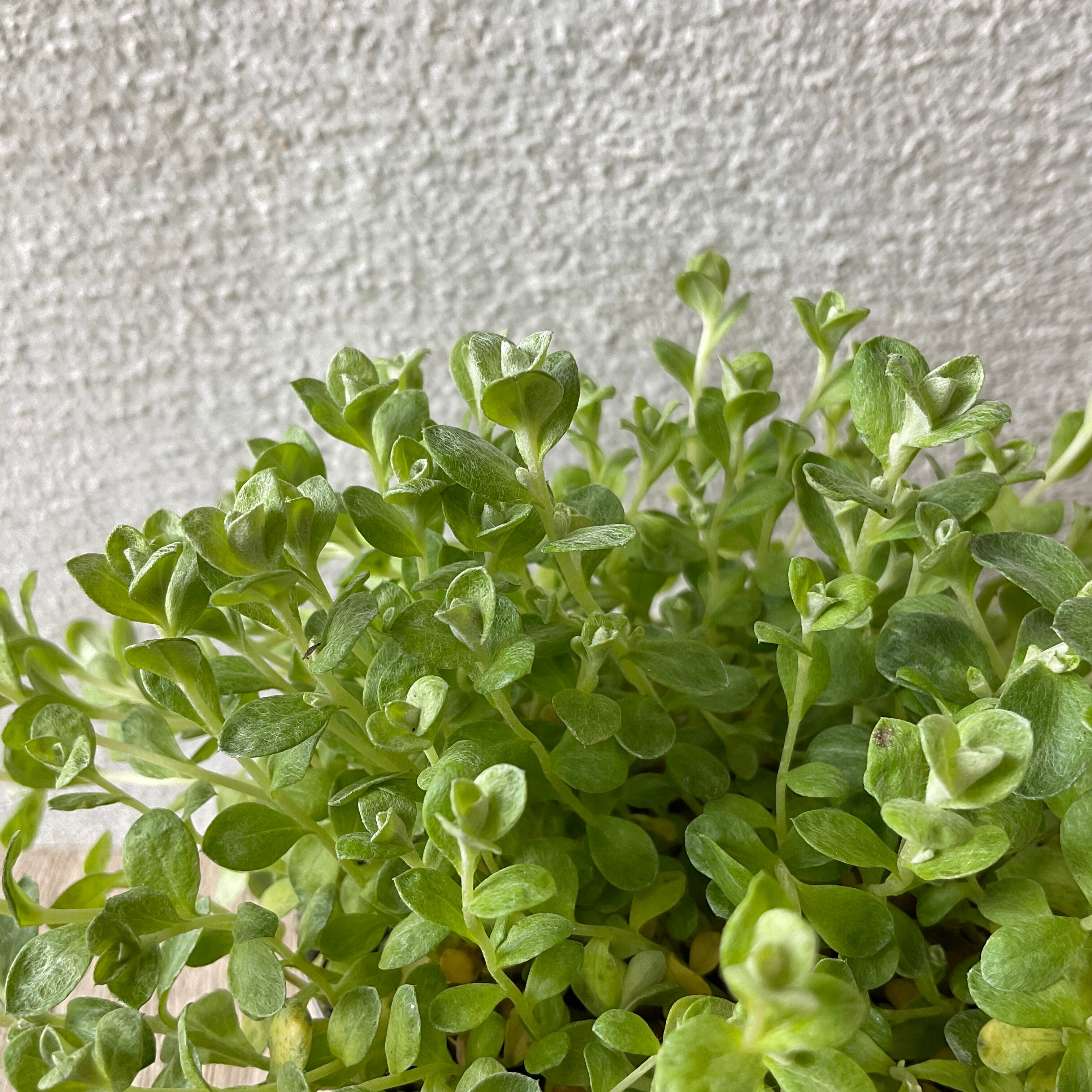 9月9日ライブ配信商品 ヘリクリサム ライムミニ 橋本種苗園