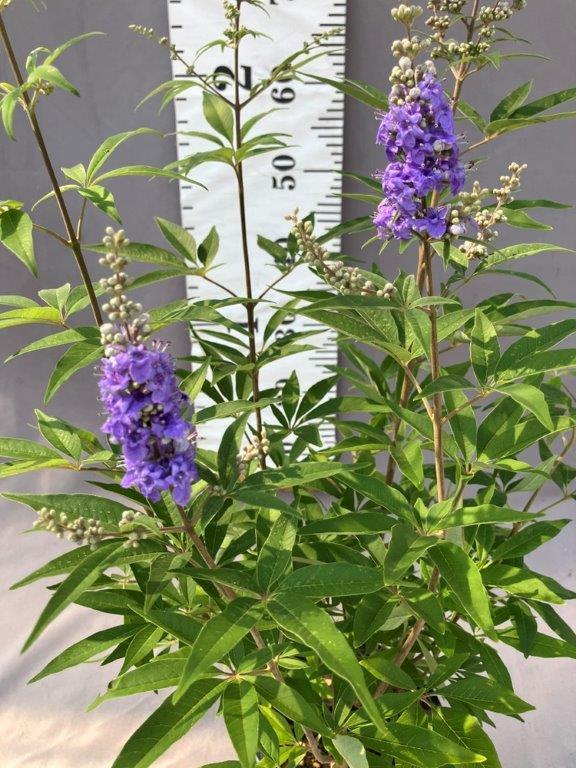 樹木 | 日本ライン花木センター