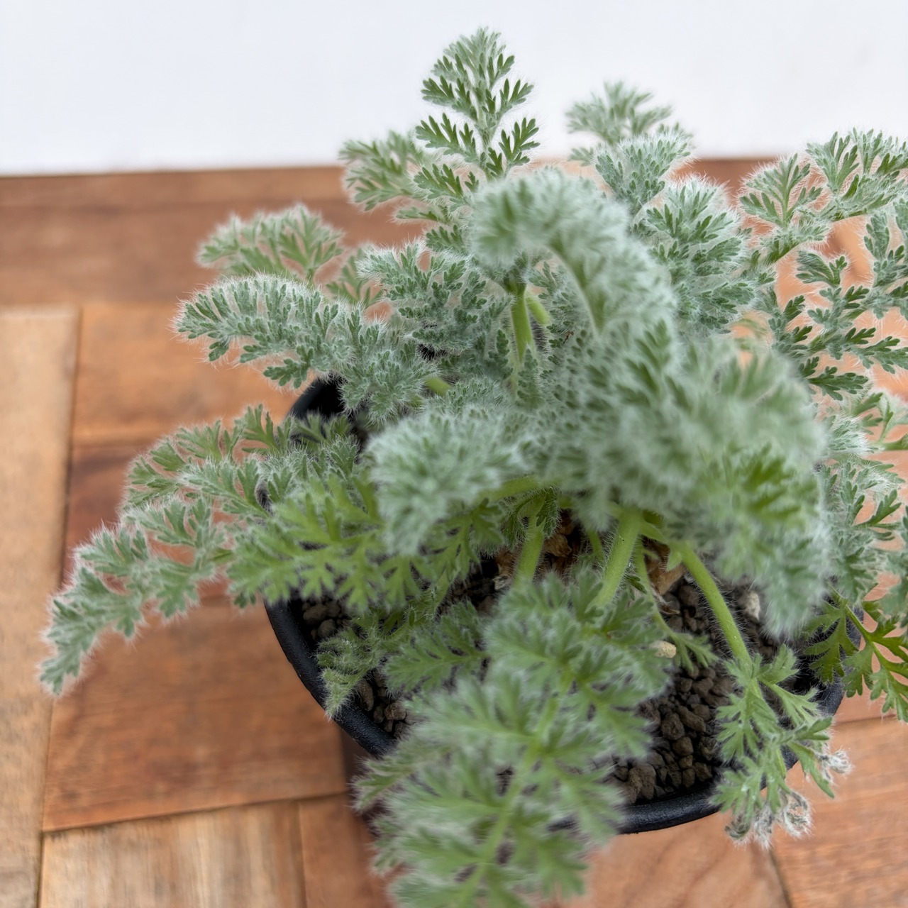 Pelargonium appendiculatum 【ぺラルゴニウム・アッペンディクラツム・実生】