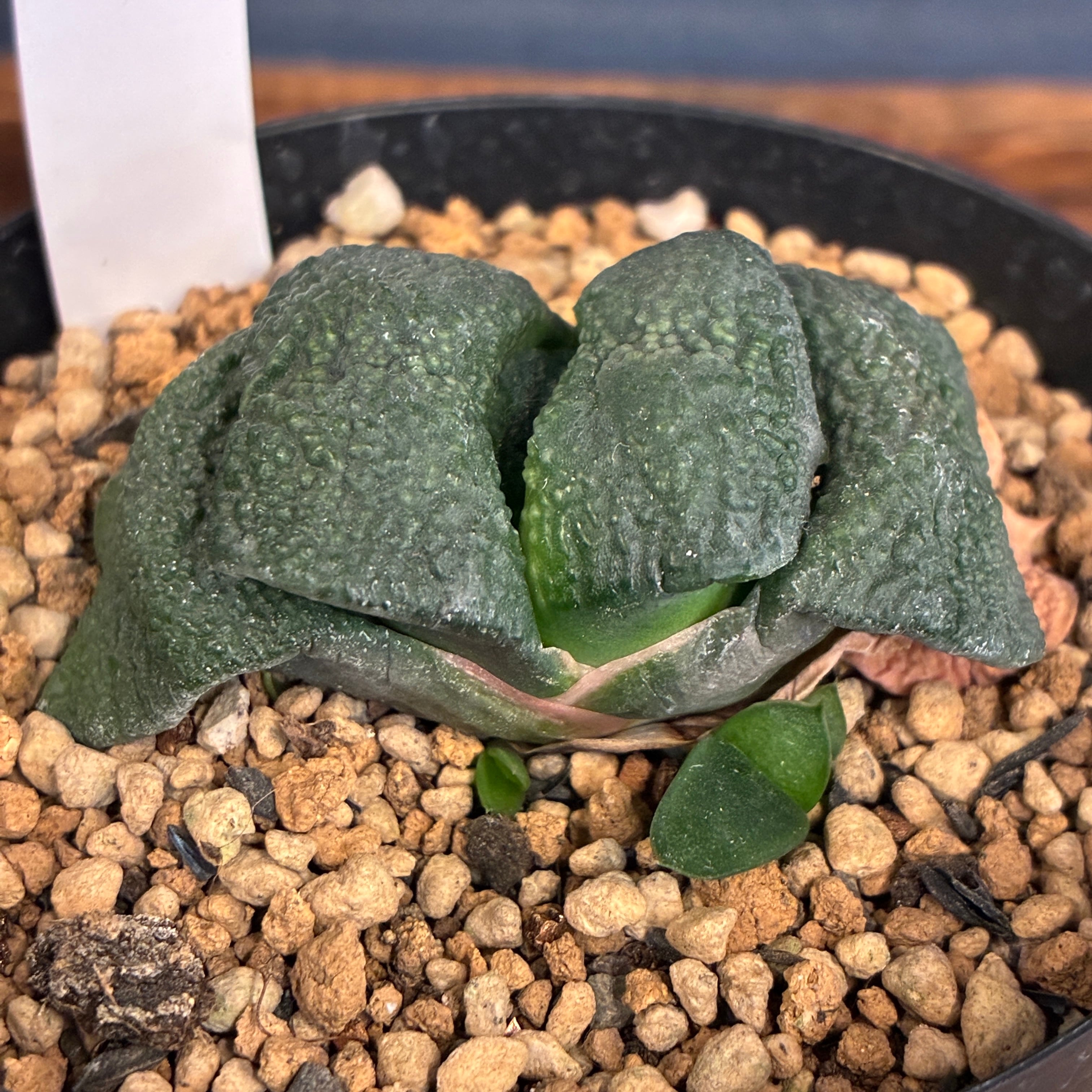 多肉植物 | PROTOLEAF プロトリーフ
