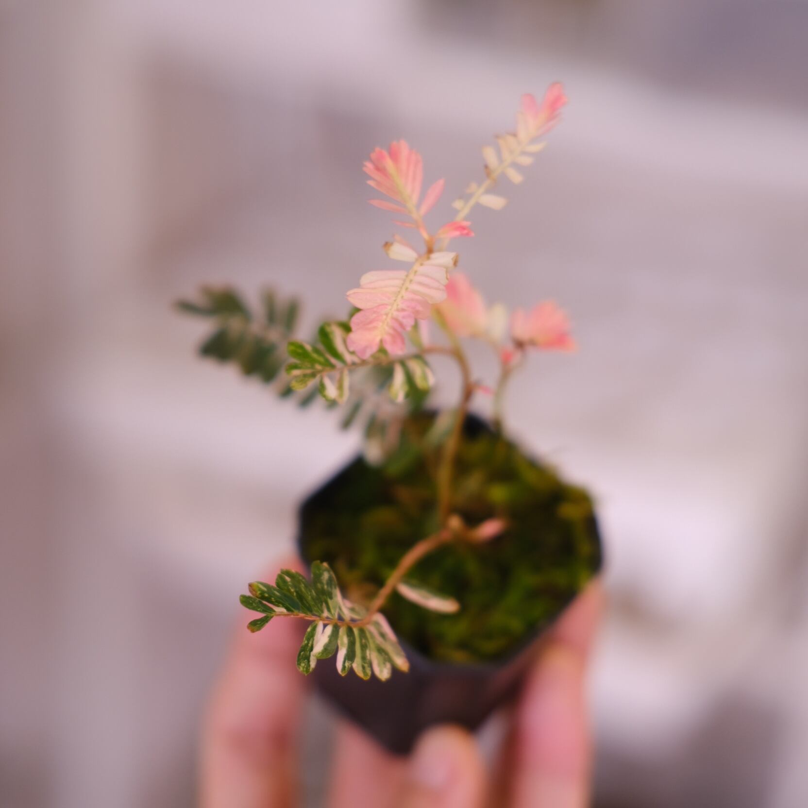 Phyllanthus urinaria 'Pink Variegated'④ / フィランサス