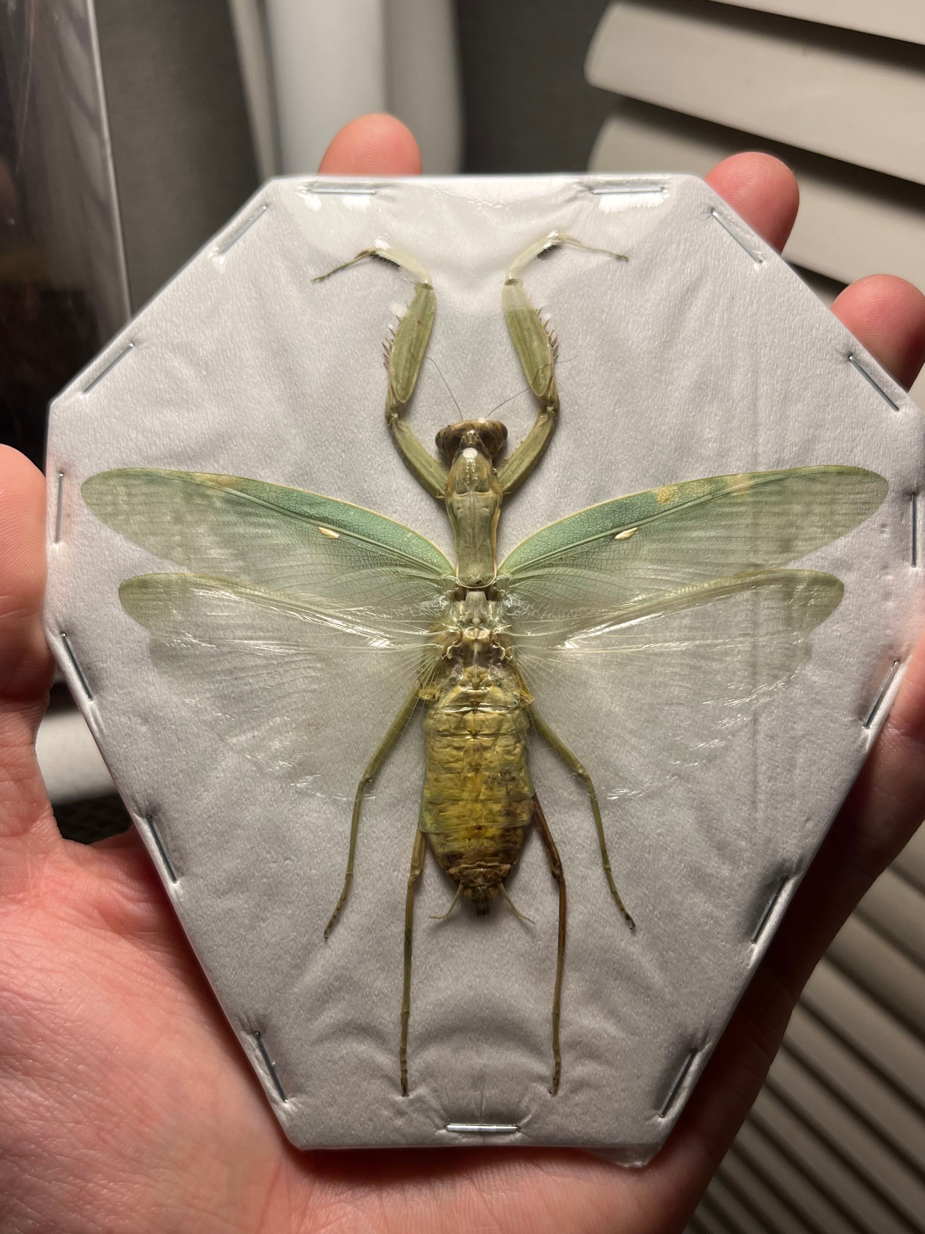 極美】ハラビロカマキリ Hierodula 昆虫標本 スパイダーマンティス