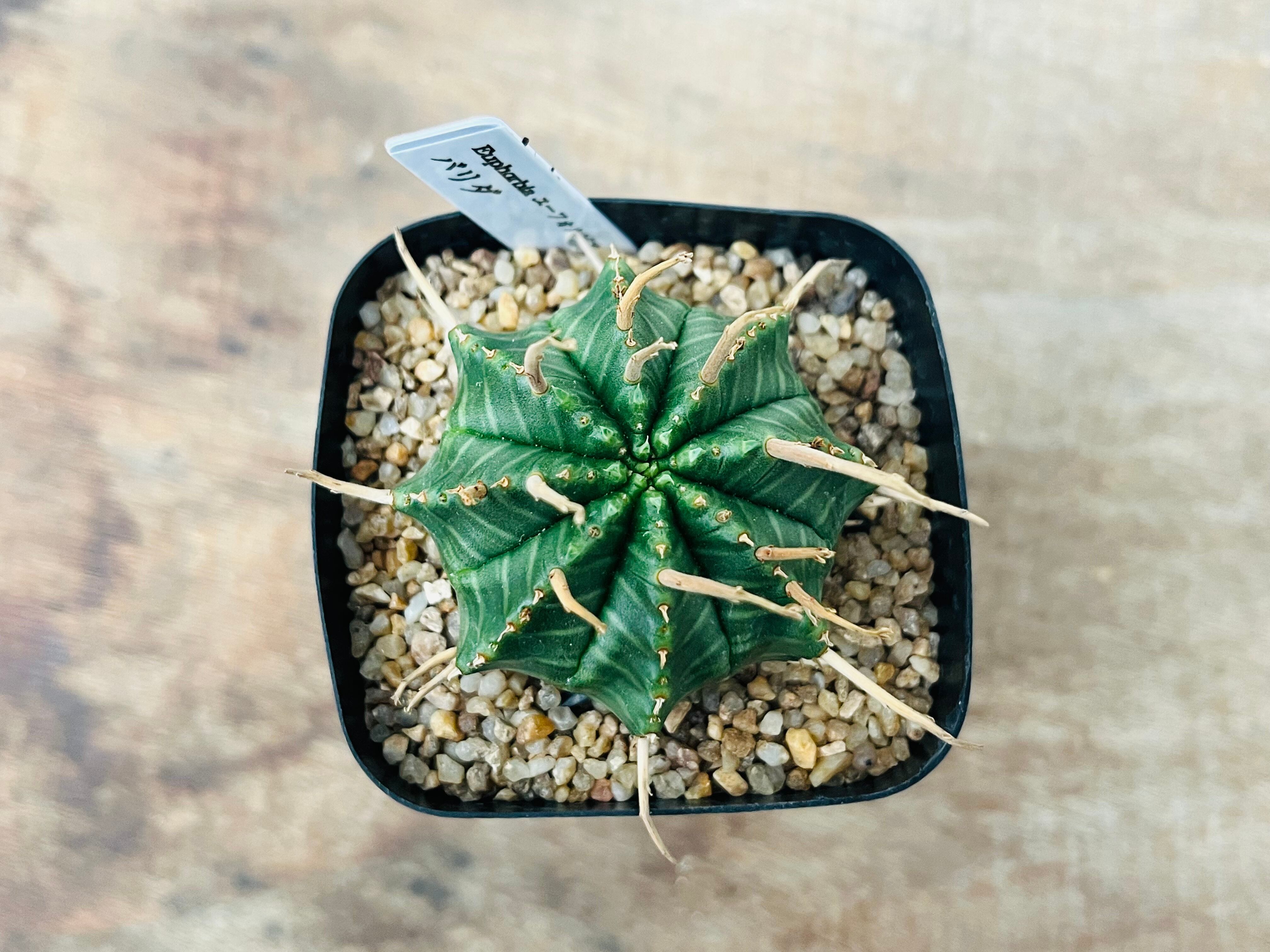 Euphorbia valida ユーフォルビア バリダ 多肉植物 | plants MARU