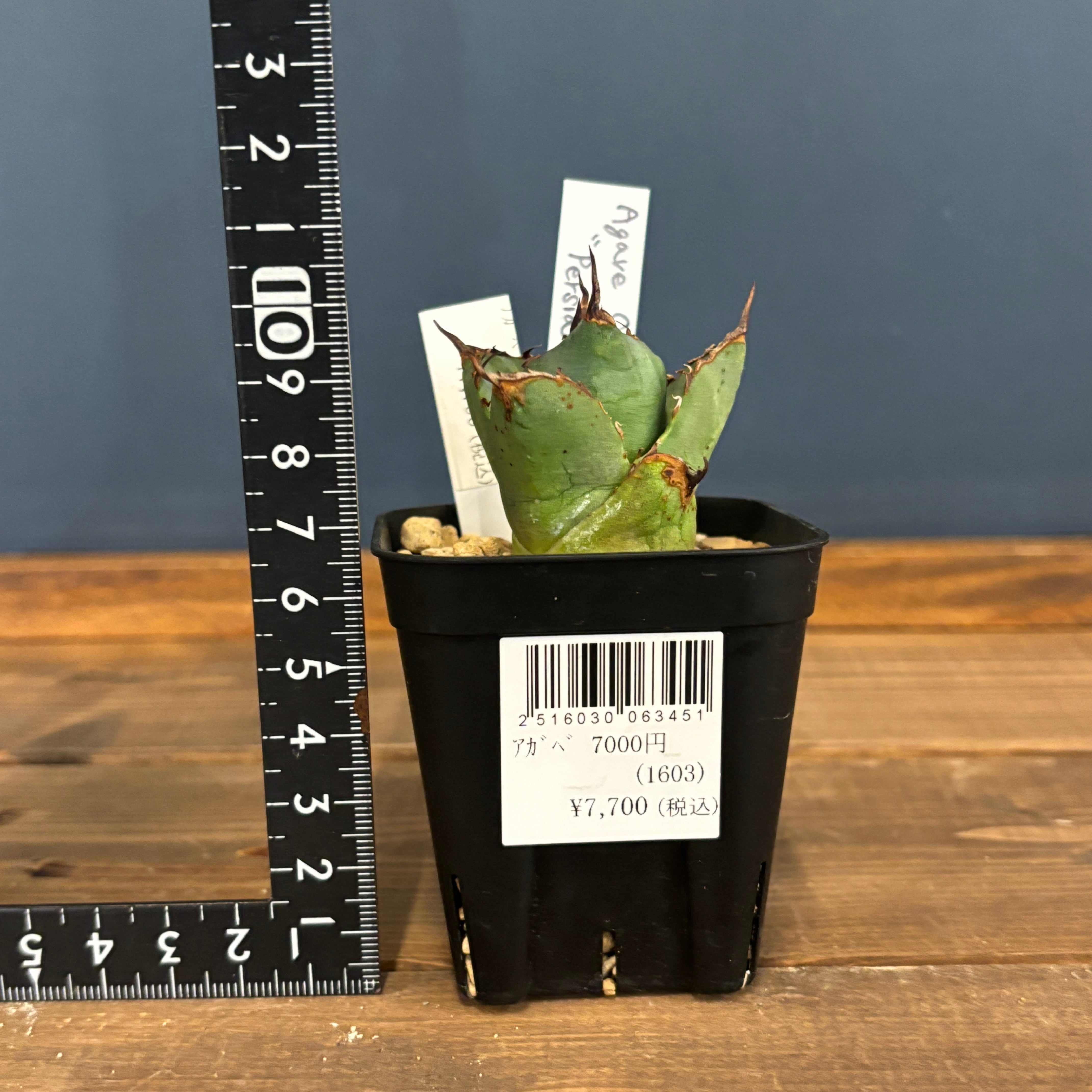 イランチタノタ　ペルシアンドワーフ　大株 アガベ チタノタ ペルシアンドワーフ イラン産 大株 - 観葉植物・生花