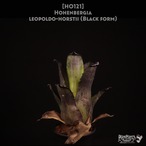 【送料無料】Hohenbergia leopoldo-horstii (Black form)〔ホヘンベルギア〕現品発送H0121