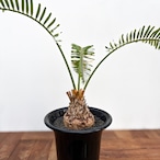 Cycas sp. ‘Thai Silver’【サイカス・タイシルバー】