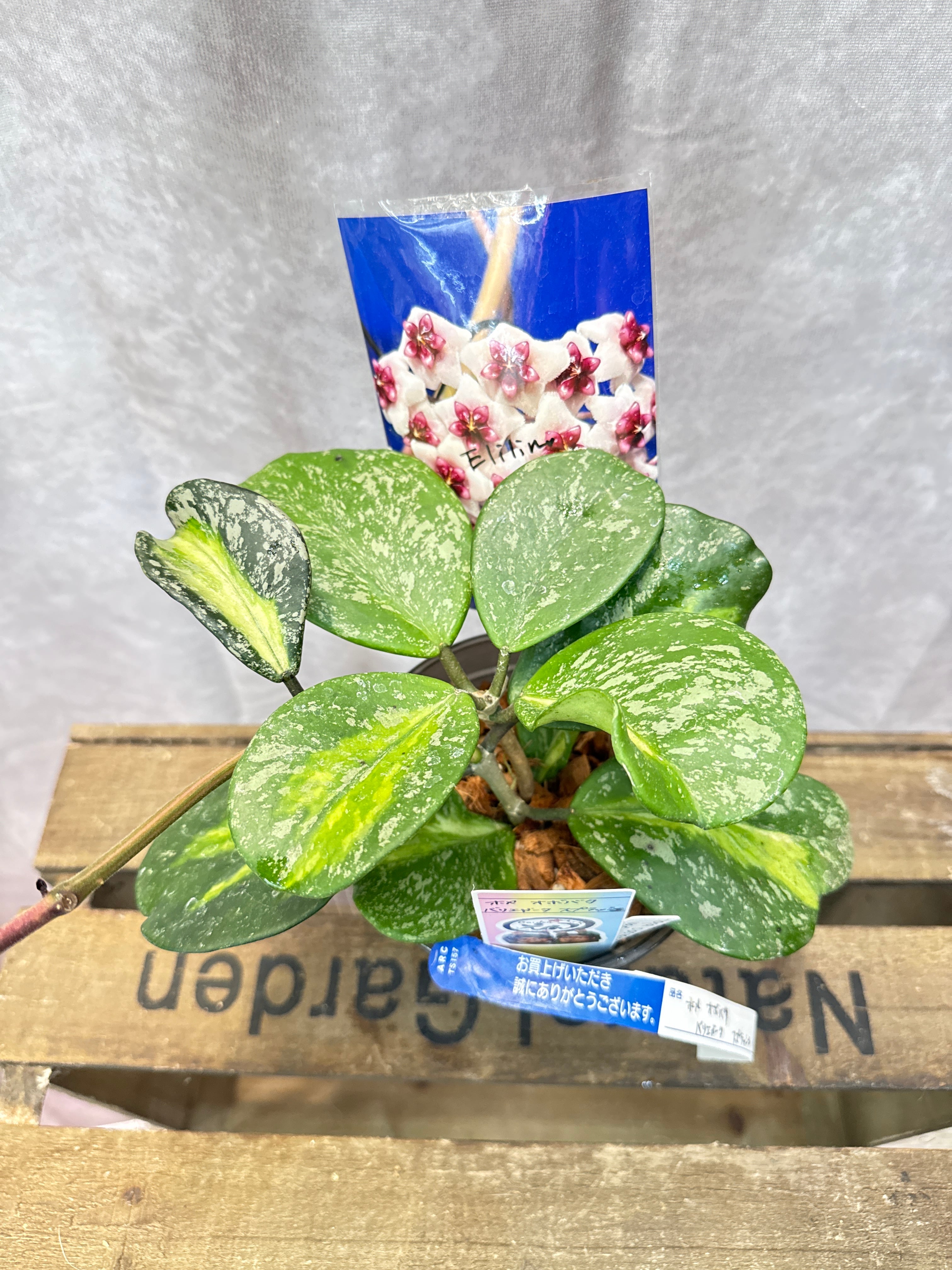 ホヤ・ディスキディア・洋蘭等 | Gardenえん 【観葉熱帯植物】