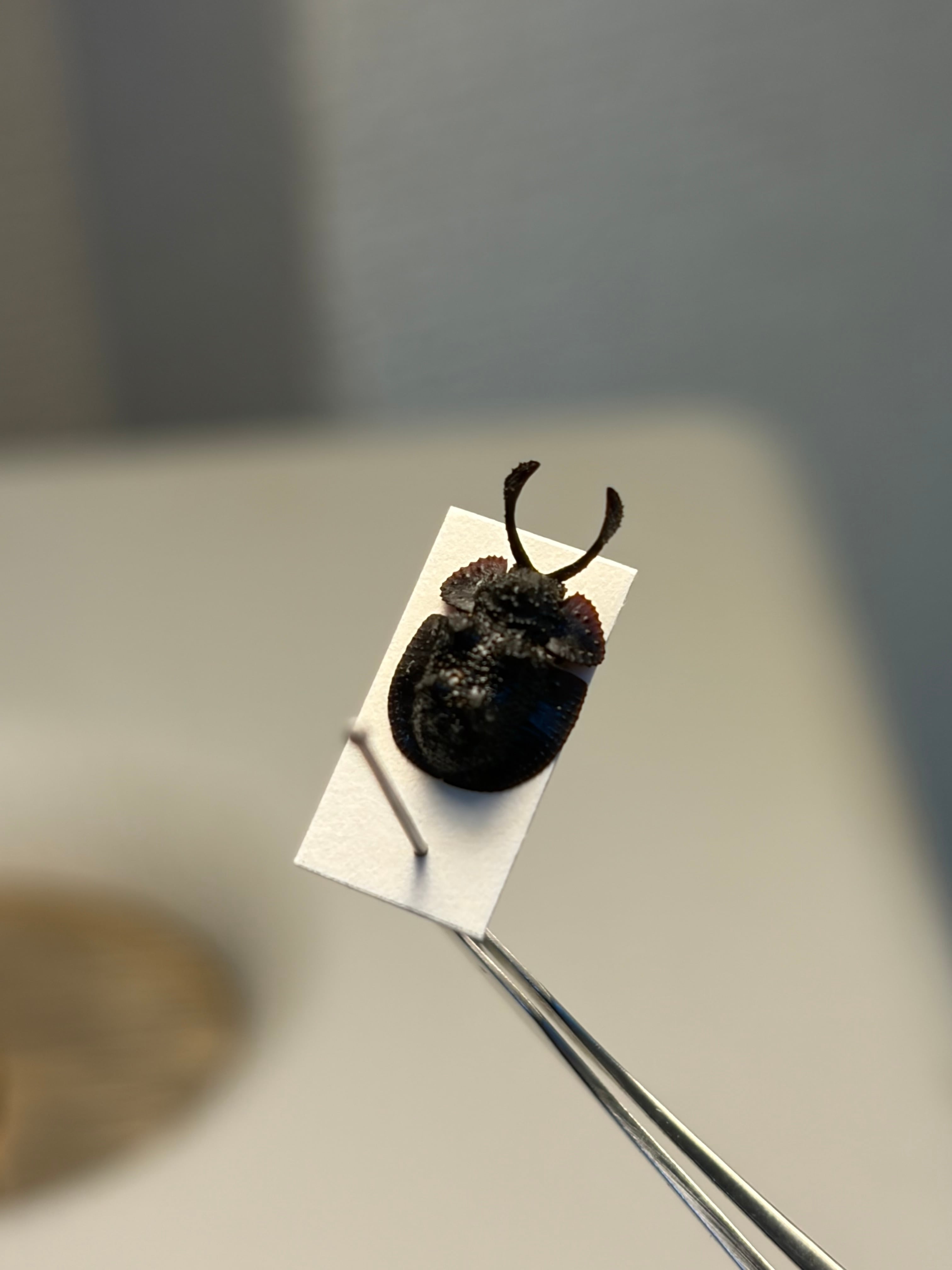 7mm♂】カタツムリみたいなコブスジツノゴミムシダマシ 標本