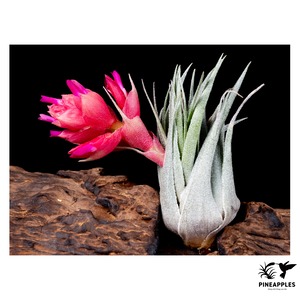 Tillandsia kautskyi (Ex. R. Kautskyi)