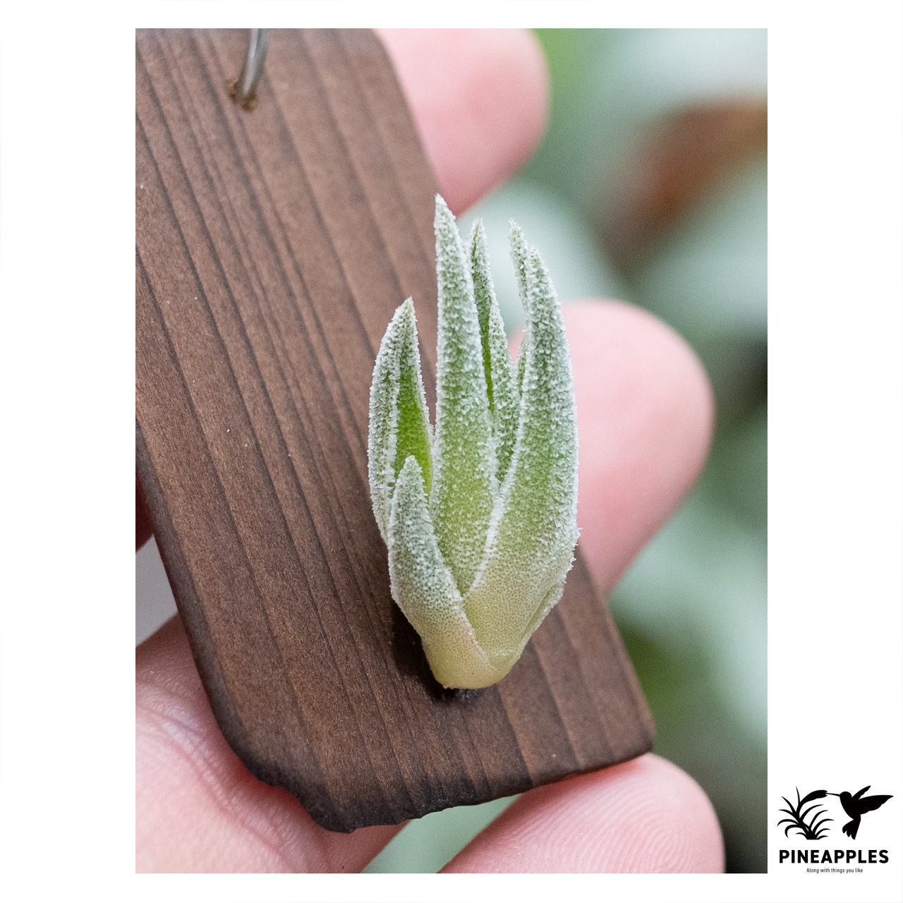 Tillandsia sp. (Like T. thiekenii) - 1