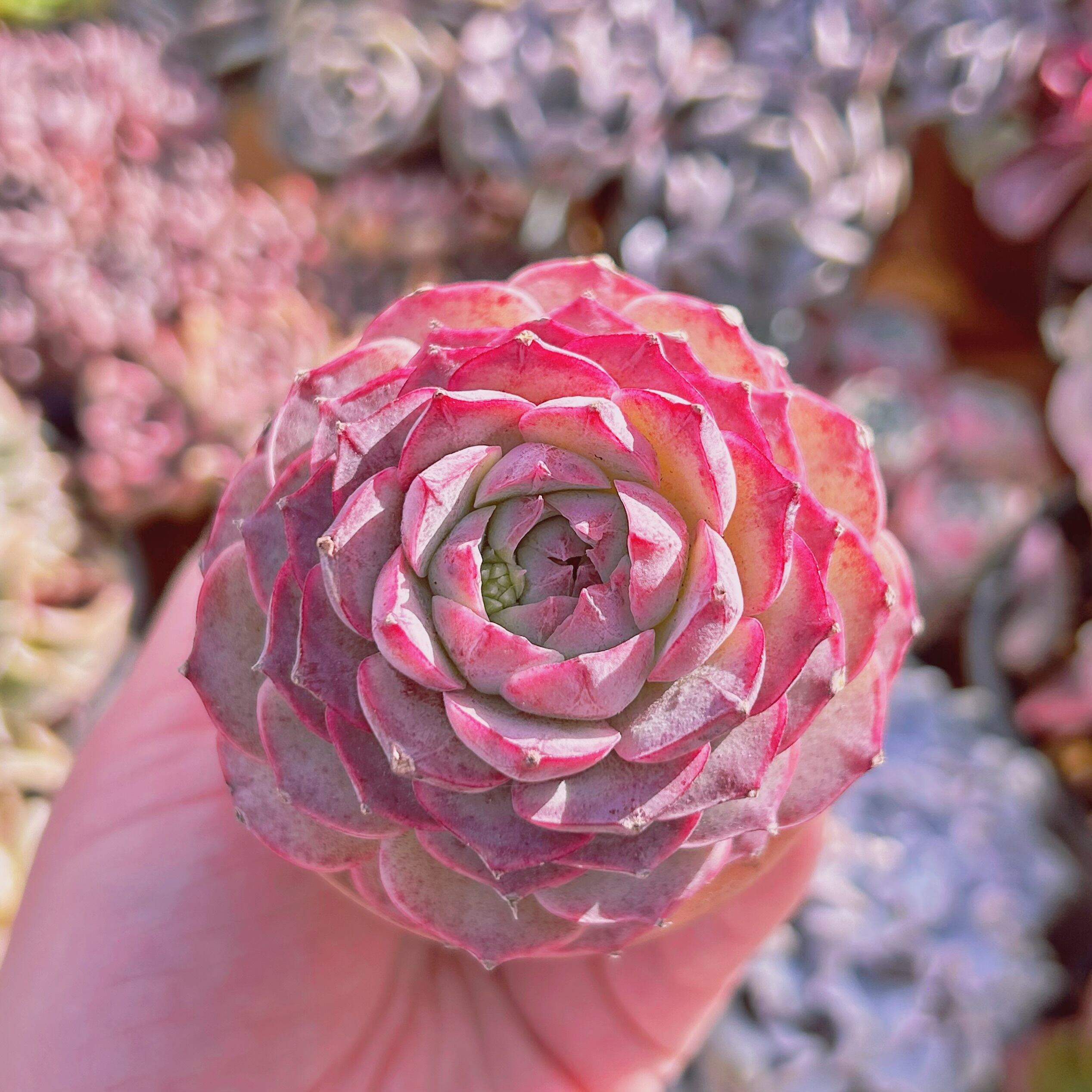 #343現物　多肉植物　ワインホール