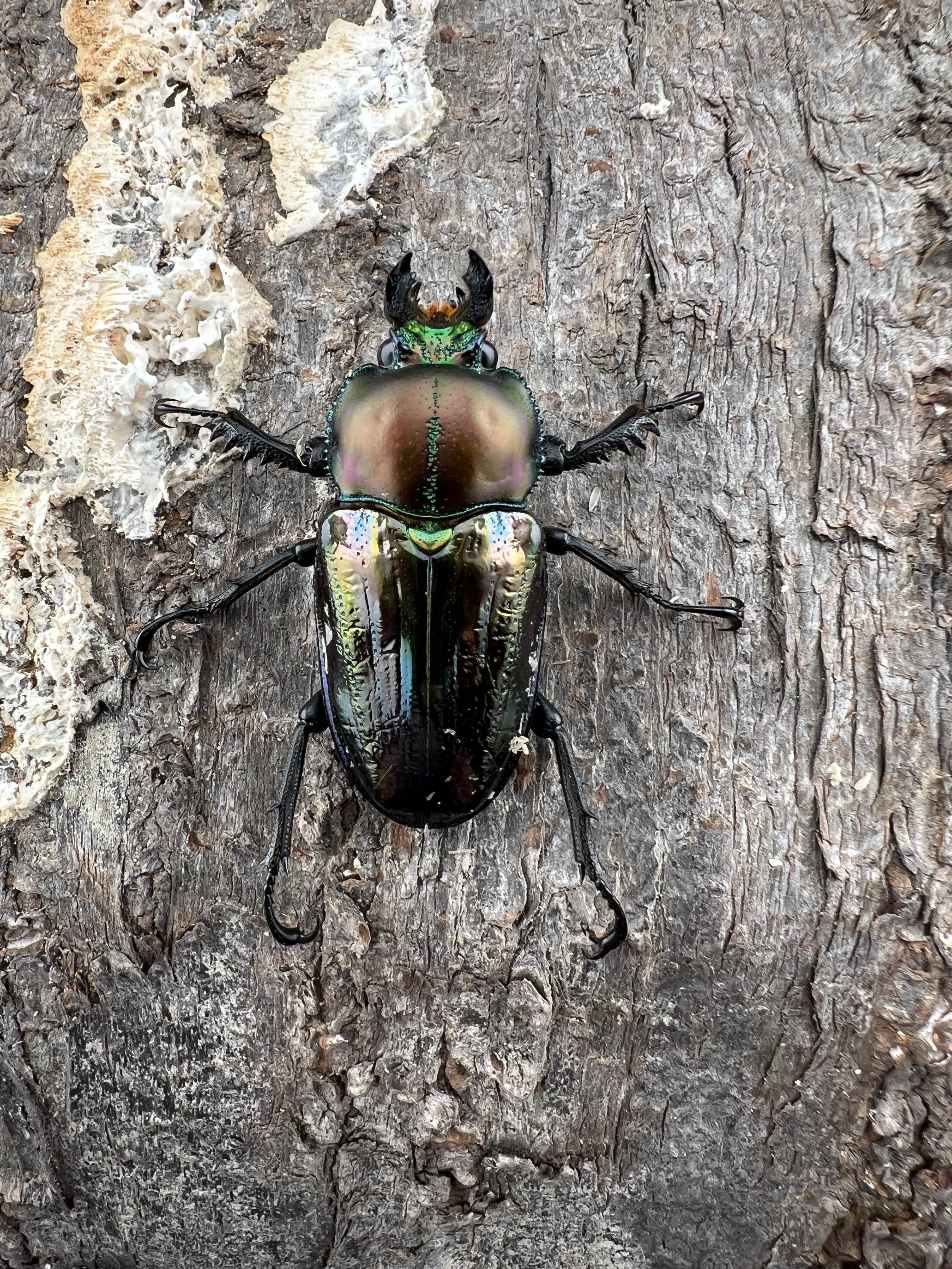 ニジイロクワガタ 青紋紫根系 56mm ペア》セルヴォラン氏委託個体