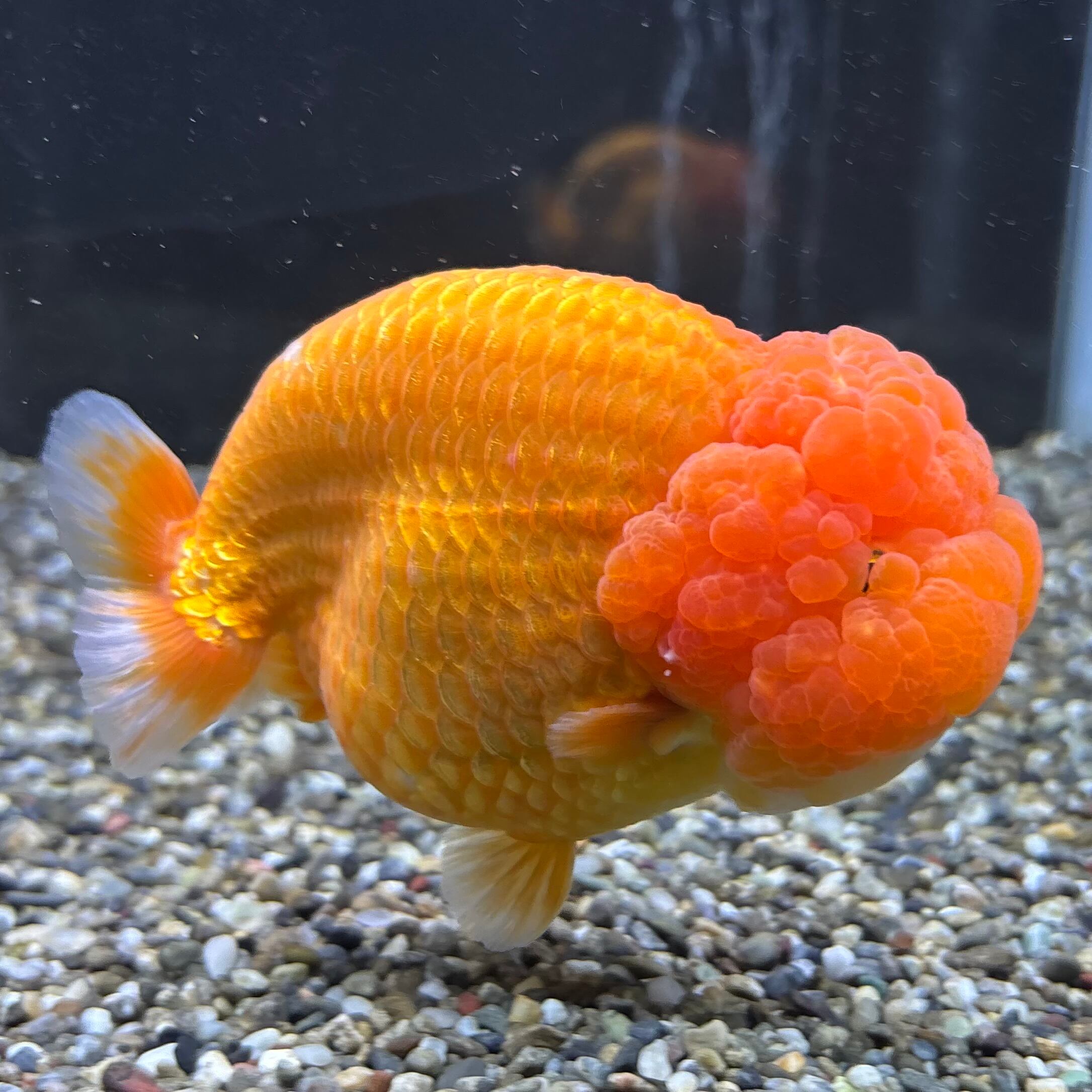 土佐錦 当歳3匹 | 金魚 1匹 更紗和金 金魚王子更紗三ツ尾和金 更紗三 