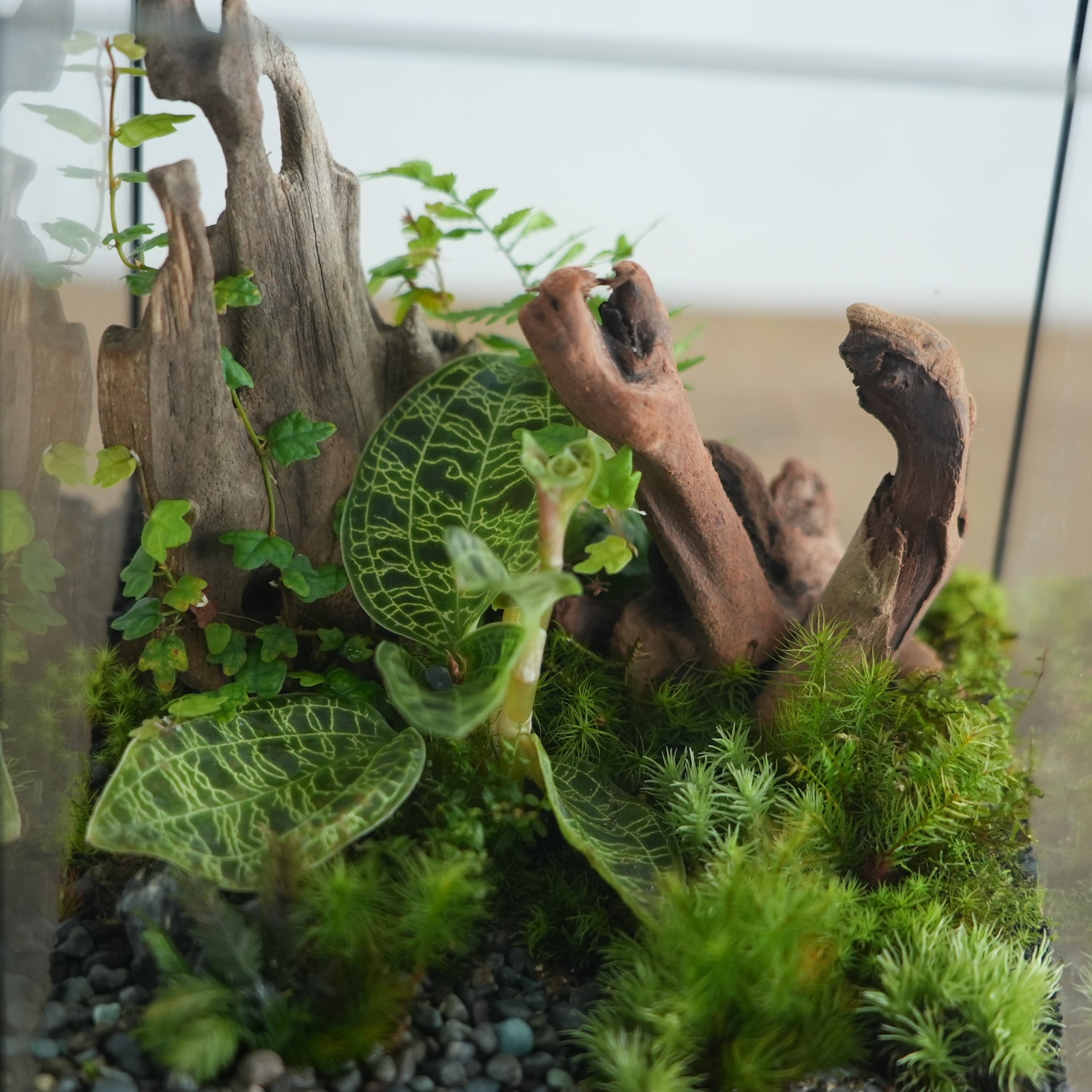森の宝石◇限定作品 9.15＃4 | 苔テラリウム専門ショップ道草