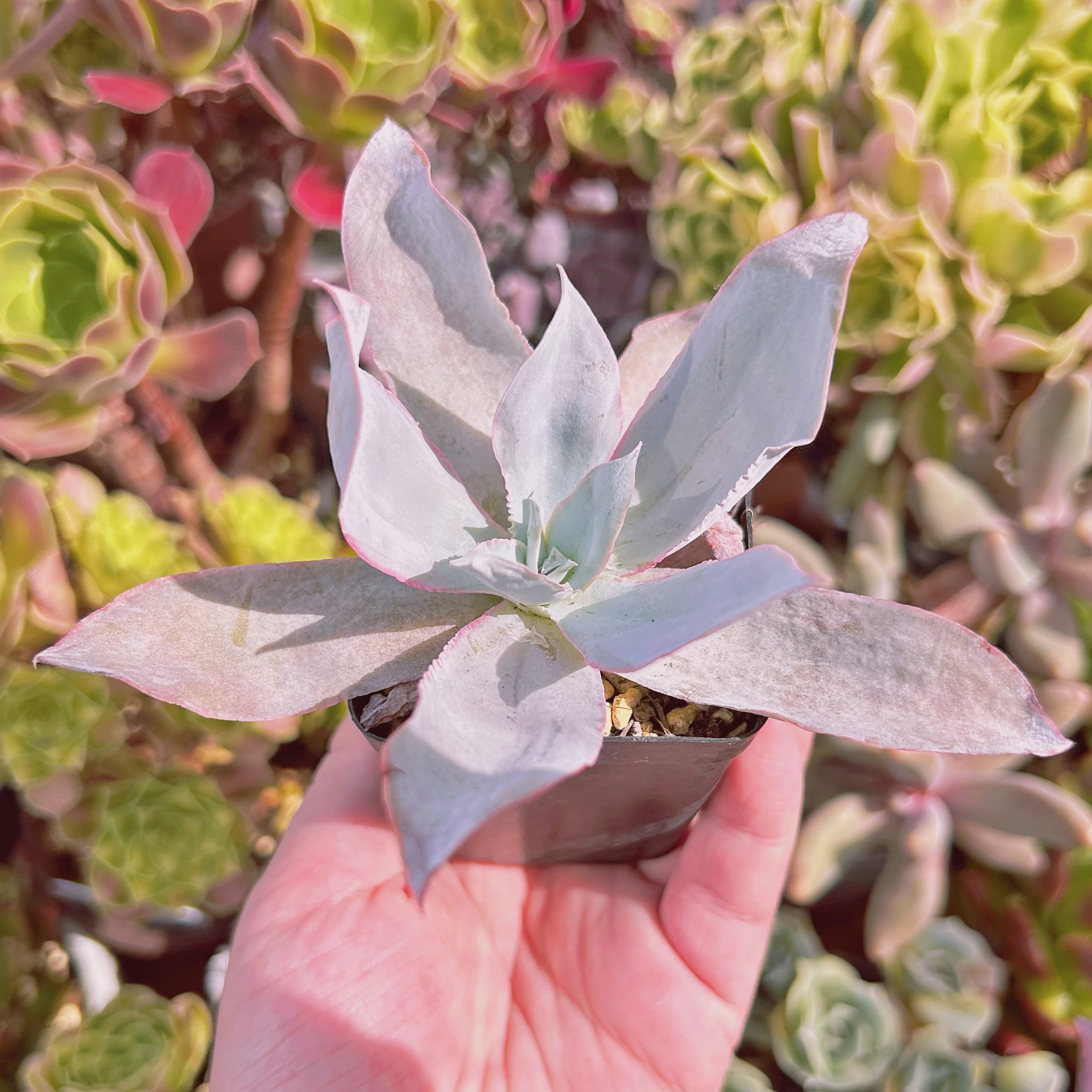 現物 多肉植物 カンテ 抜き苗 | るる農園~多肉植物専門