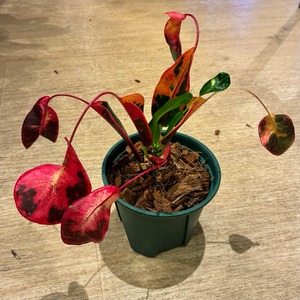 【現品】タイ直輸入 クロトン Red diamond 31-1｜飛び葉状の個性葉