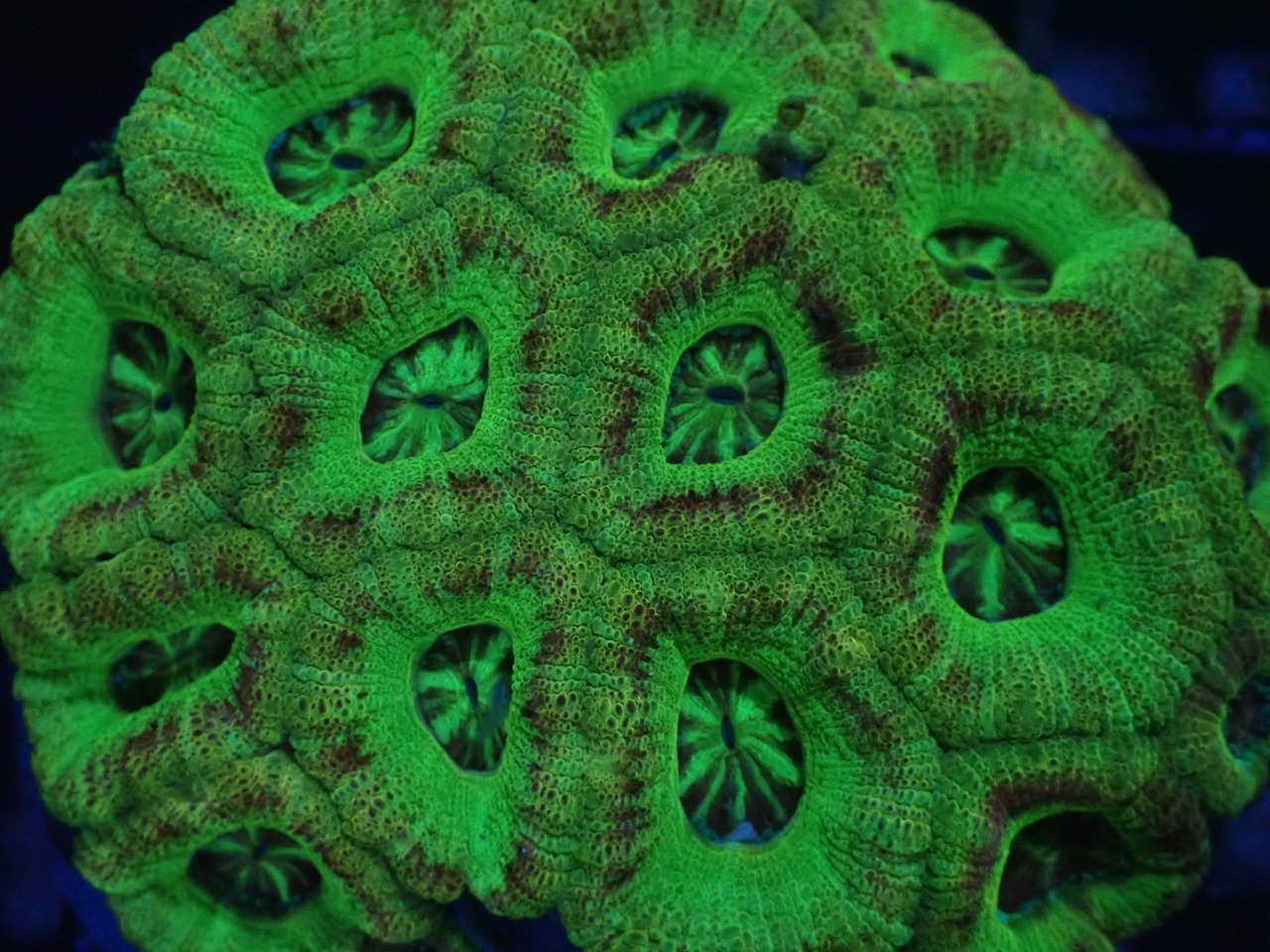 BossCollection AchanthastreaLordhowensis