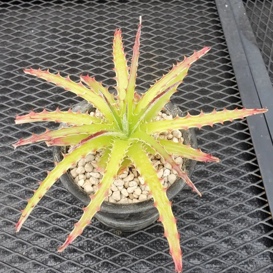 Hechtia（ヘクチア） | レアプランツ通販サイトPlants Maniax