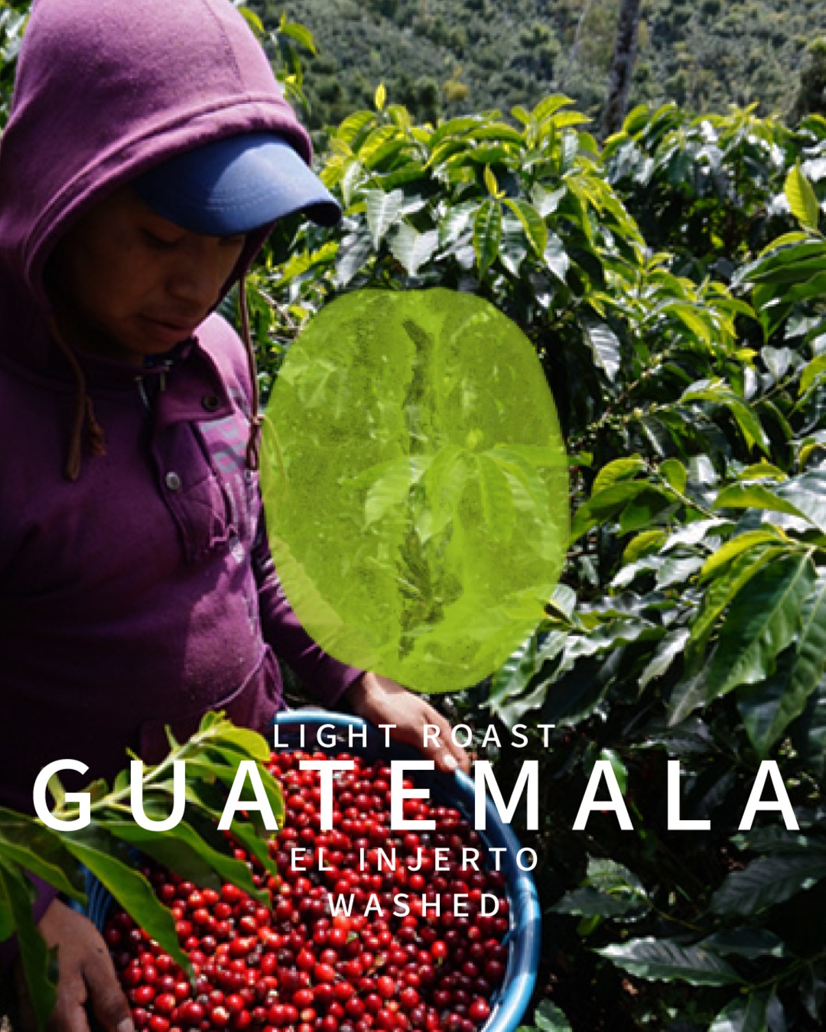 GUATEMALA EL INJERTO / WASHED -浅煎り- 200g