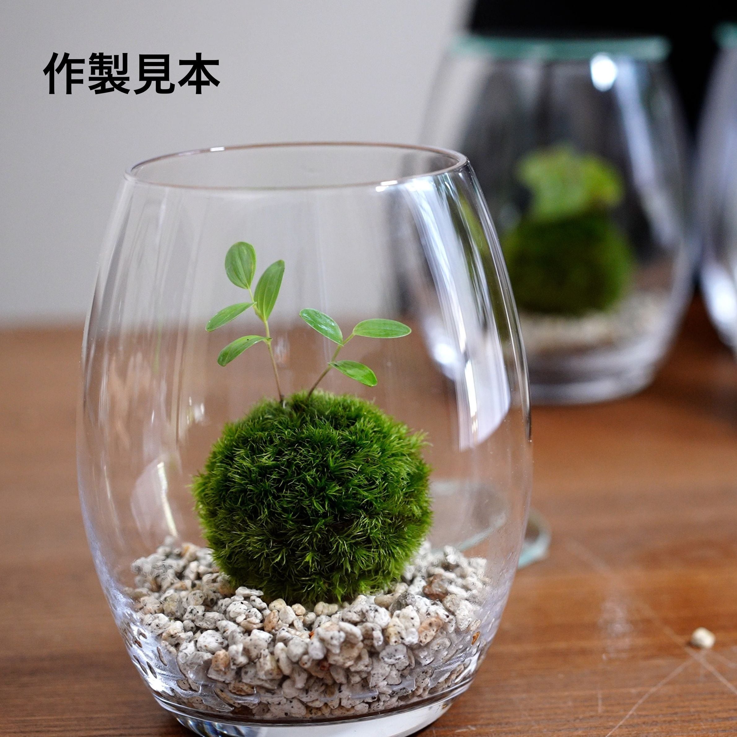 作製キット】テラリウムで育てる苔玉キット ◇植物が選べる◇ガラス