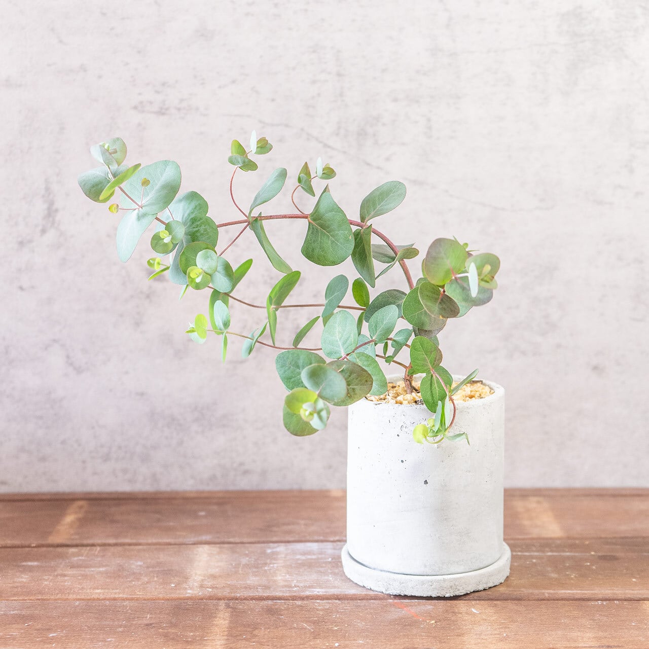 【厳選仕入れの逸品】優雅なアーチを描く枝が美しいユーカリ・ポポラス。手づくりモルタル鉢で洗練された空間を／虫発生抑制