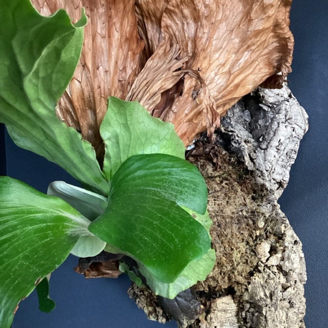 ビカクシダ ネプチューン コウモリラン 着生植物 観葉植物【おしゃれ 