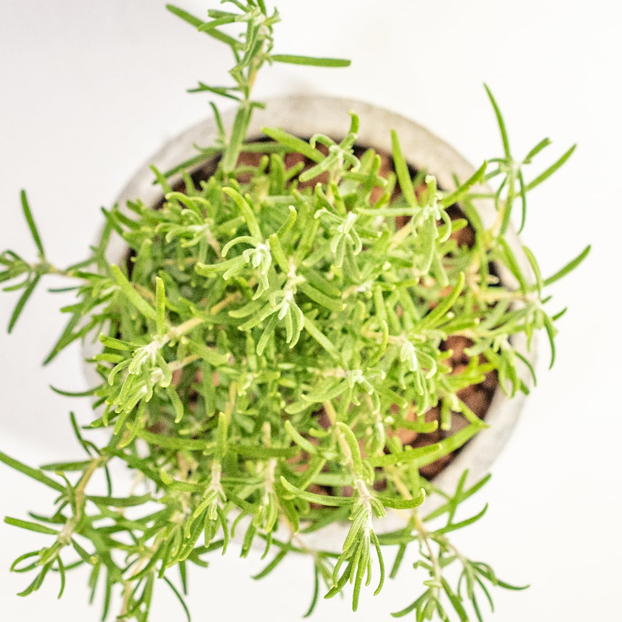 【ミニツリーのような愛らしい樹形】観葉植物・ローズマリー。一株ごとの厳選仕入れで元気な苗をお届け。スタイリッシュな手づくりモルタル鉢／虫発生抑制／全国一律送料850円