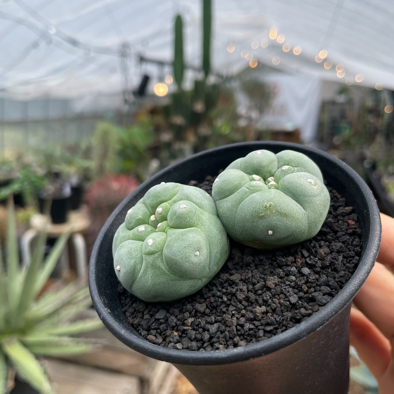 Lophophora diffusa  【ロフォフォラ・黒肌翠冠玉】