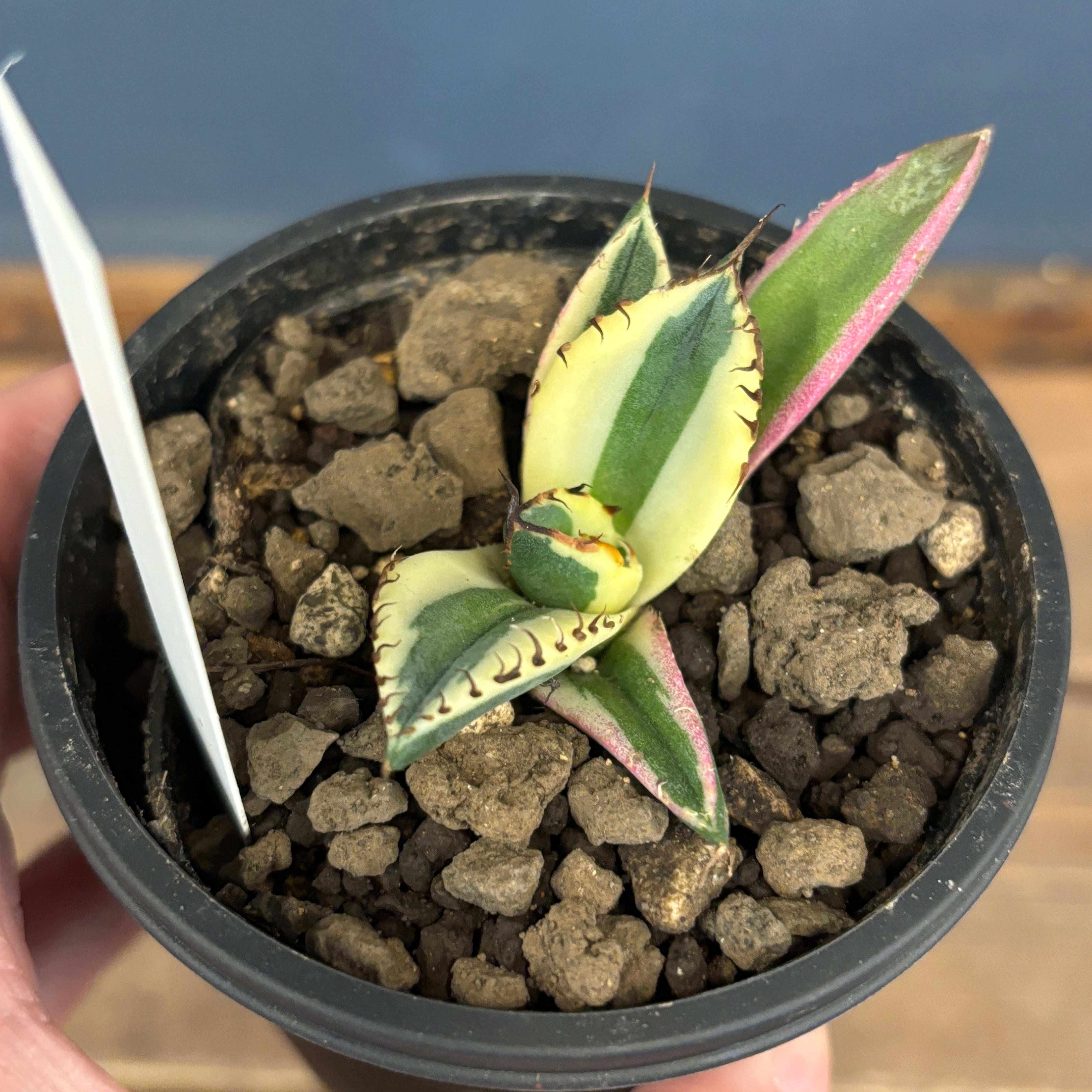 アガベ チタノタ スナグルトゥース【754】 | PROTOLEAF プロトリーフ