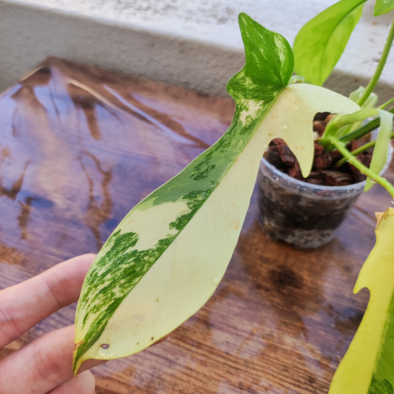 フィロデンドロン フロリダビューティー/Florida beauty