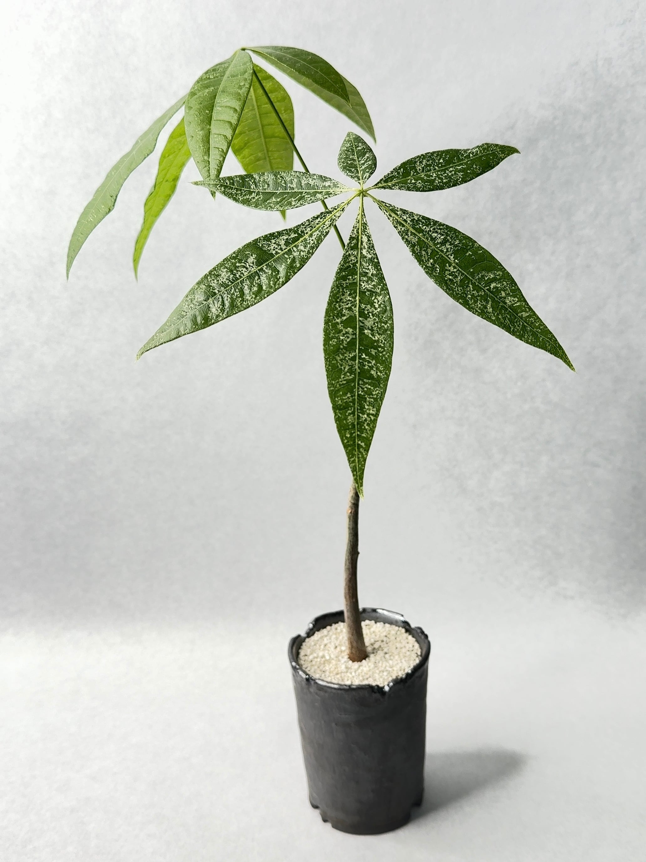 パキラ・ミルキーウェイ実生