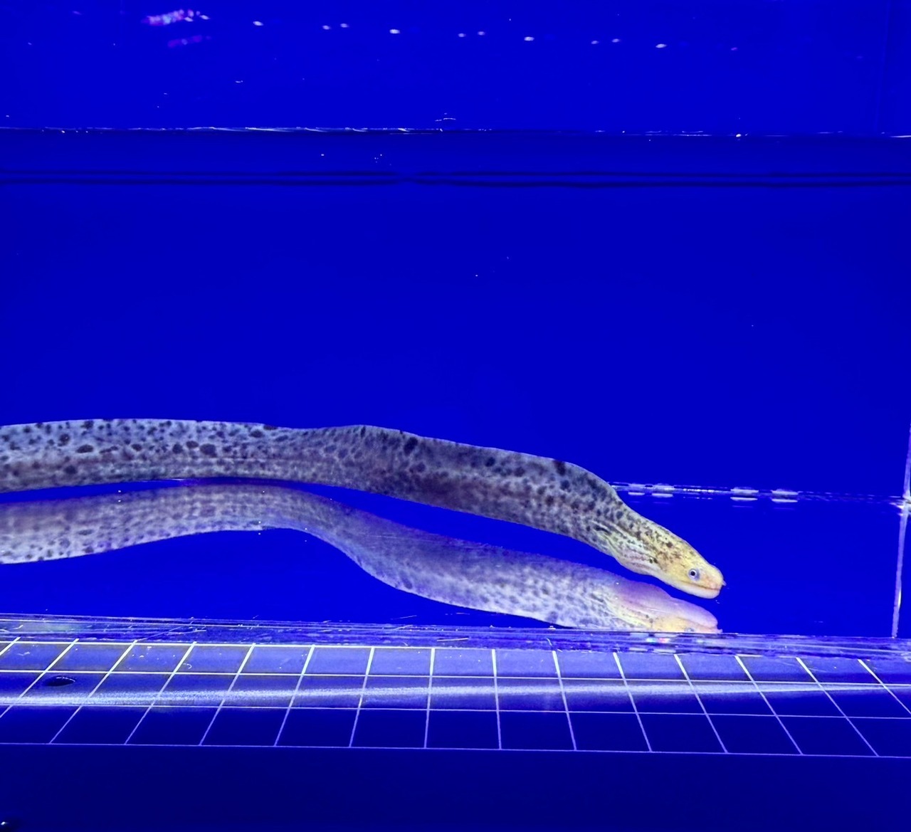 ヤマウツボ❶ - 1