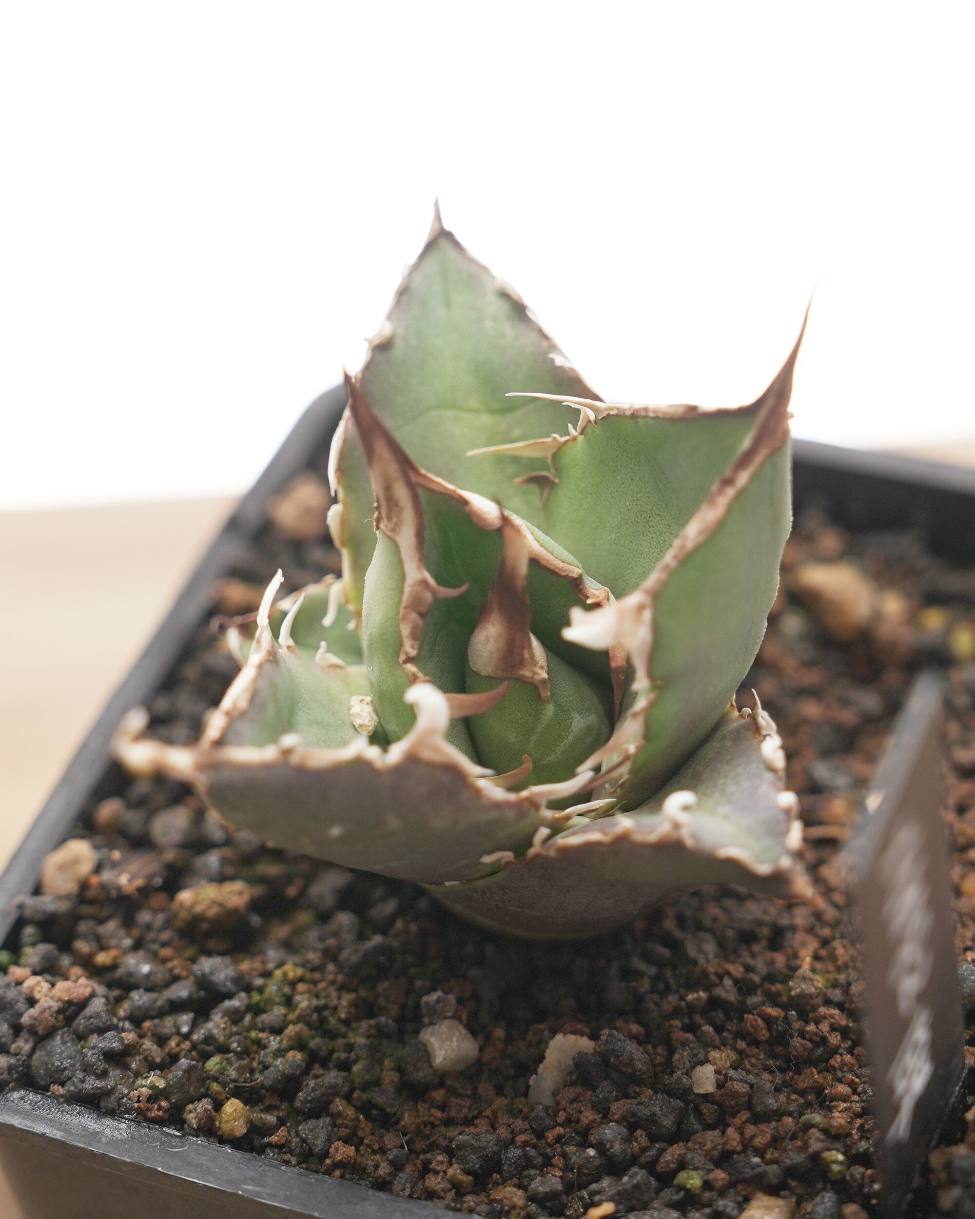 旧来白鯨 京都株 Agave titanota 'Hakugei' traditional Kyoto