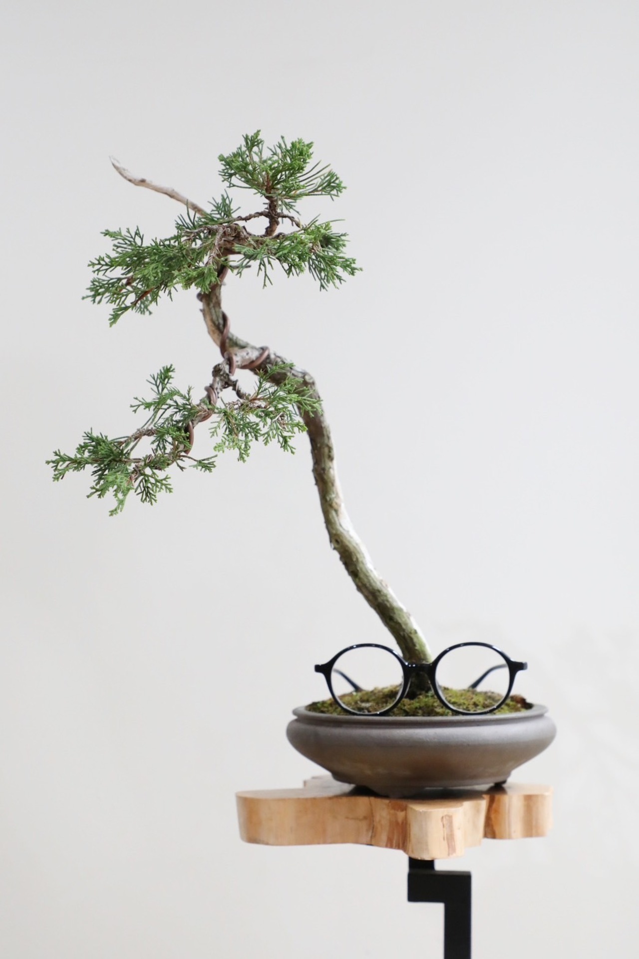 【M】糸魚川真柏 盆栽 ※推定樹齢30年/Juniper Shimpaku