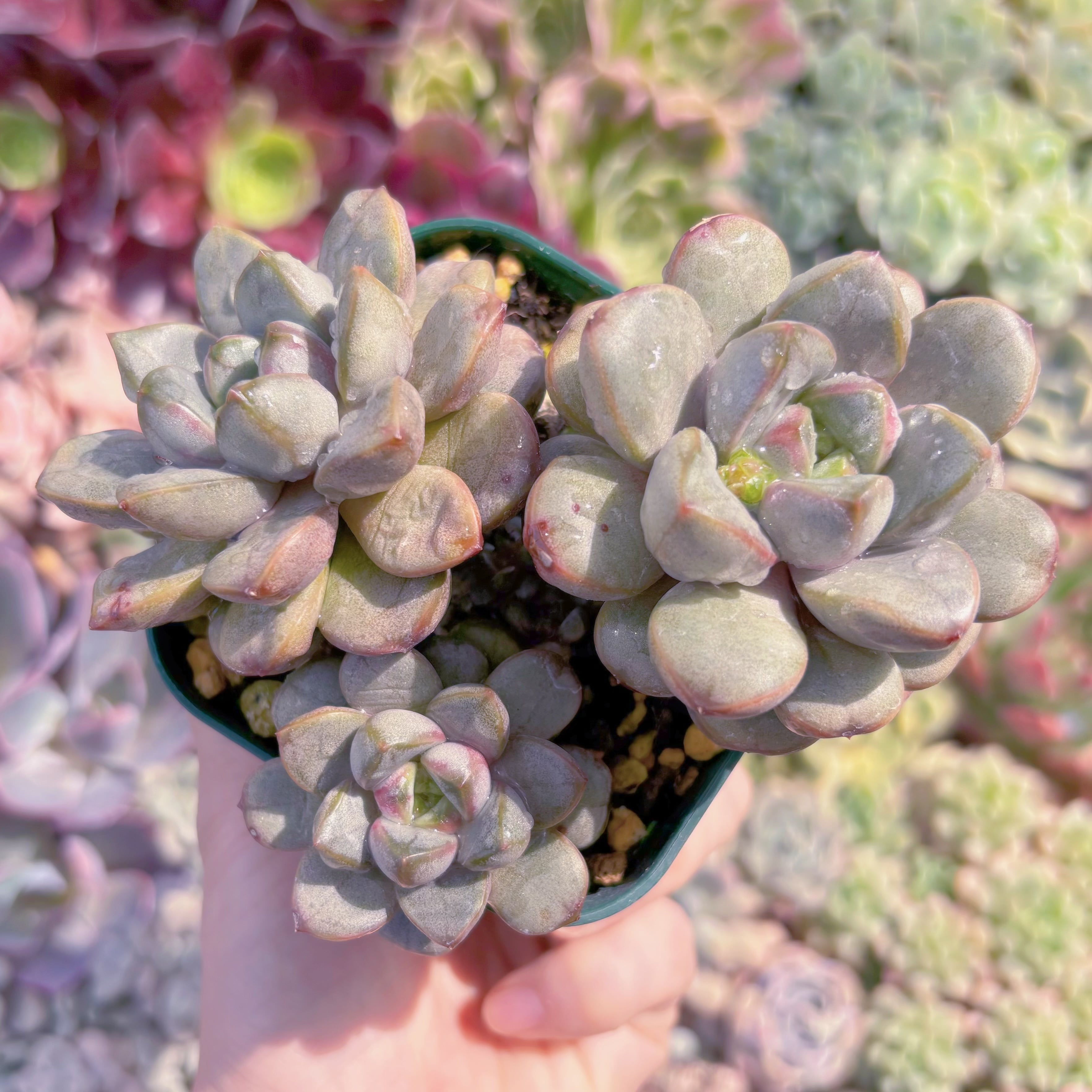 現品　ブドウ#238　新入荷