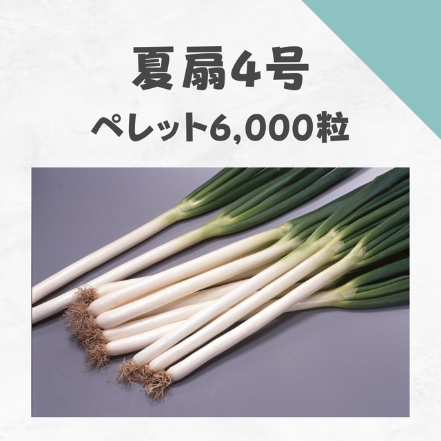 夏扇4号　ネギ種子・ペレット6,000粒