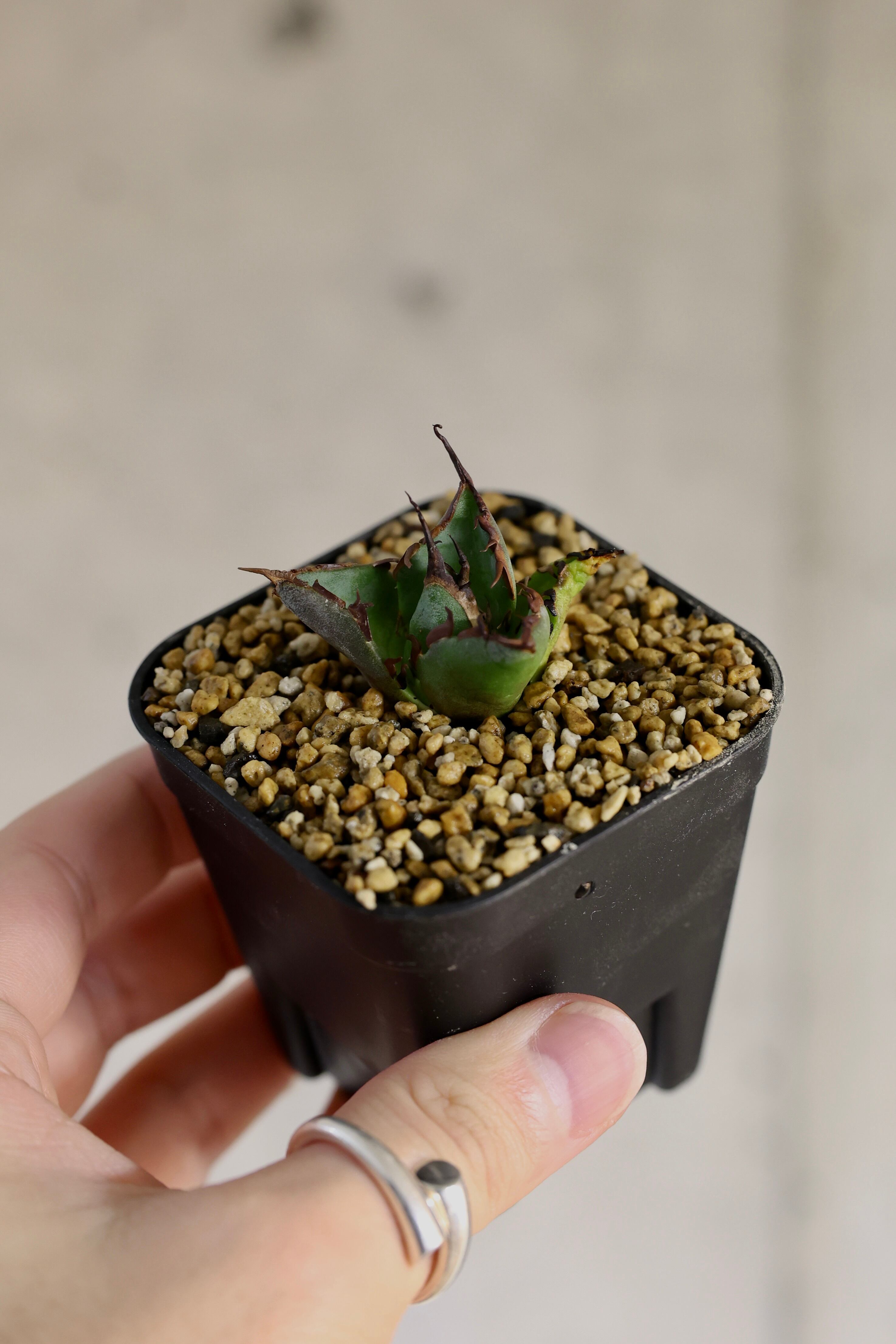 初心者向け品種 [黒帝斯 (Hades)] 発根済み | KAMUI PLANTS LABO