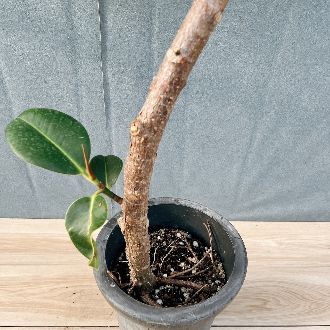 現品］F フィカス エラスティカ ソフィア 曲がり 8号 観葉植物 室内