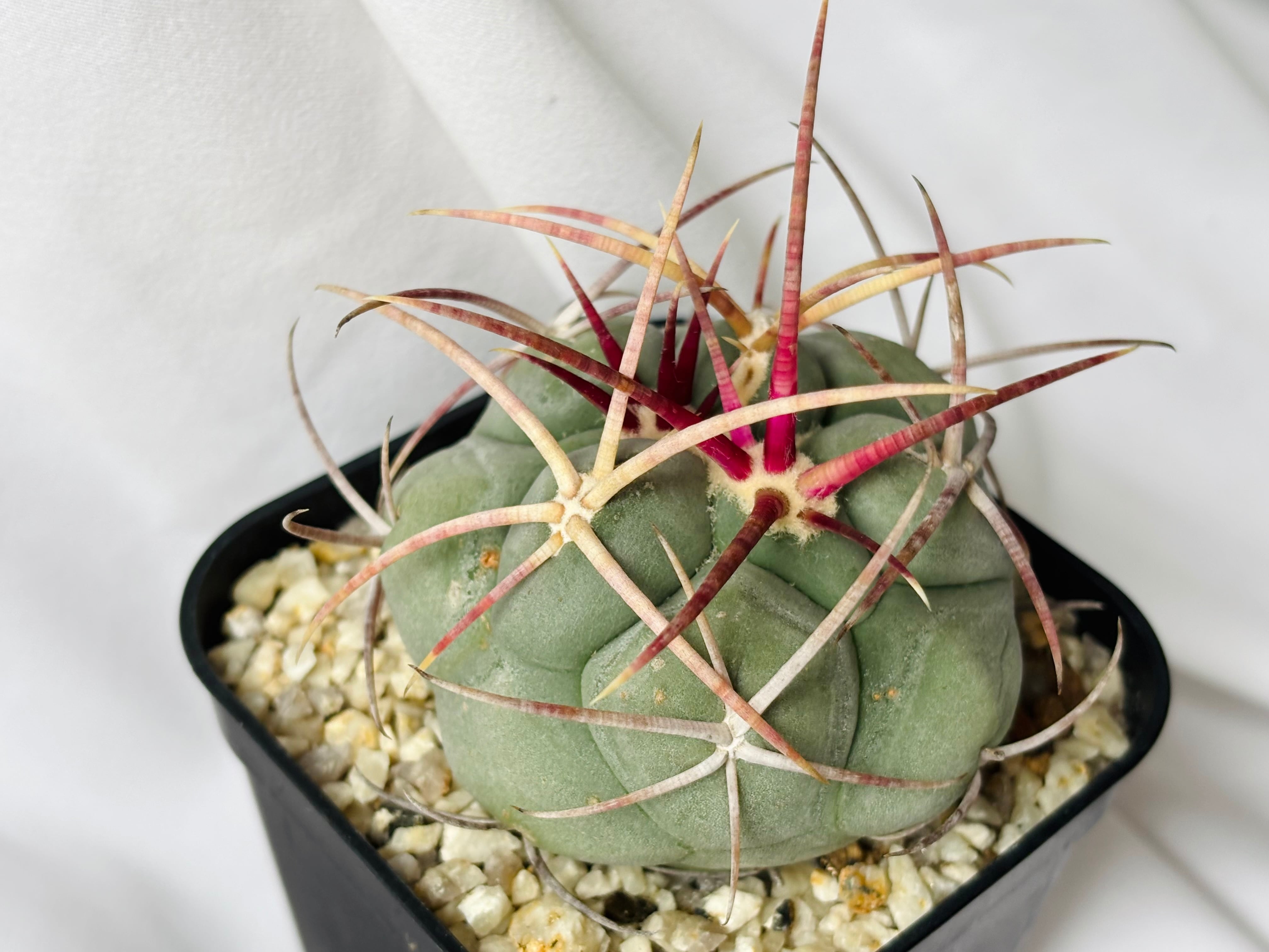 Thelocactus hexaedrophorus v. fossulatus テロカクタス 緋冠竜
