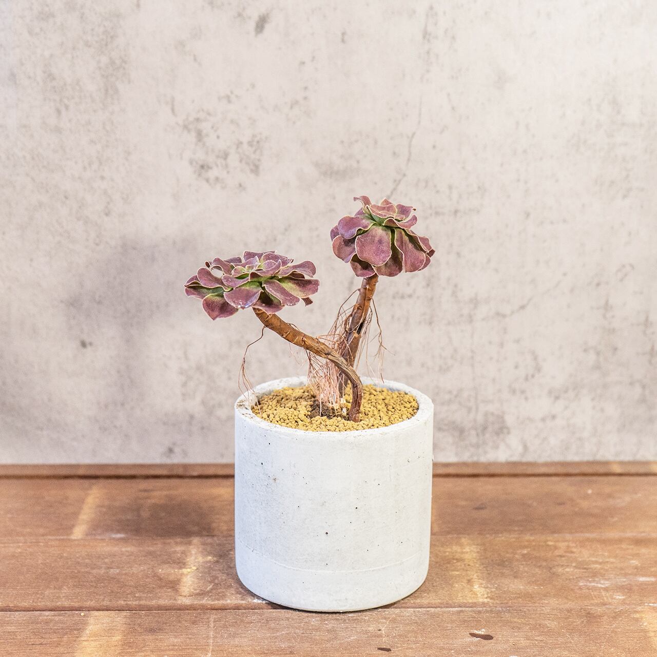 アエオニウム・カシミヤバイオレット｜二株のバランスが絶妙な立体フォルム【モルタル鉢×多肉植物】