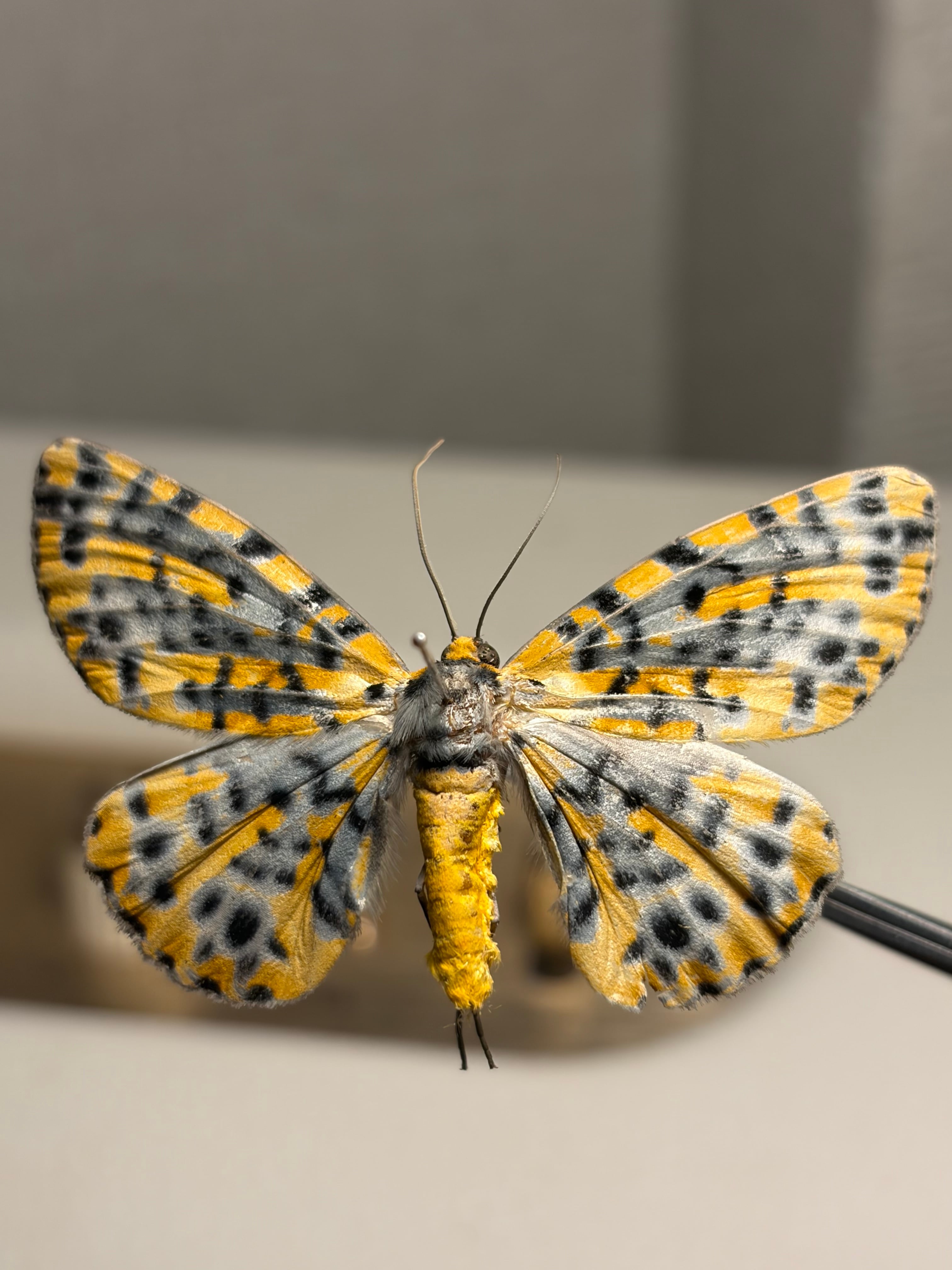 極美】ペルシアンカーペットモス 標本 ピカソモス が Parnassius 外
