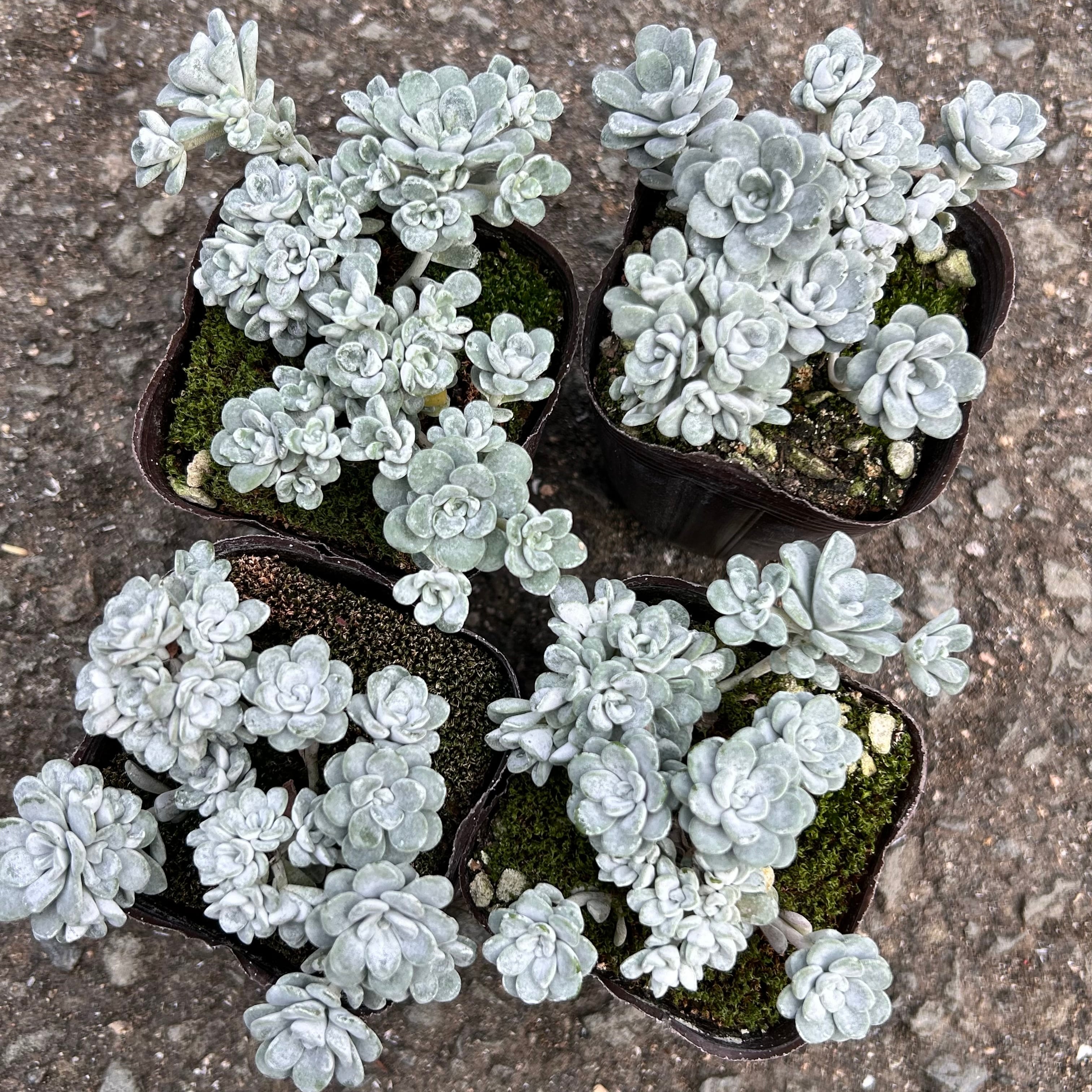 白雪ミセバヤ | RuPo 多肉植物専門店