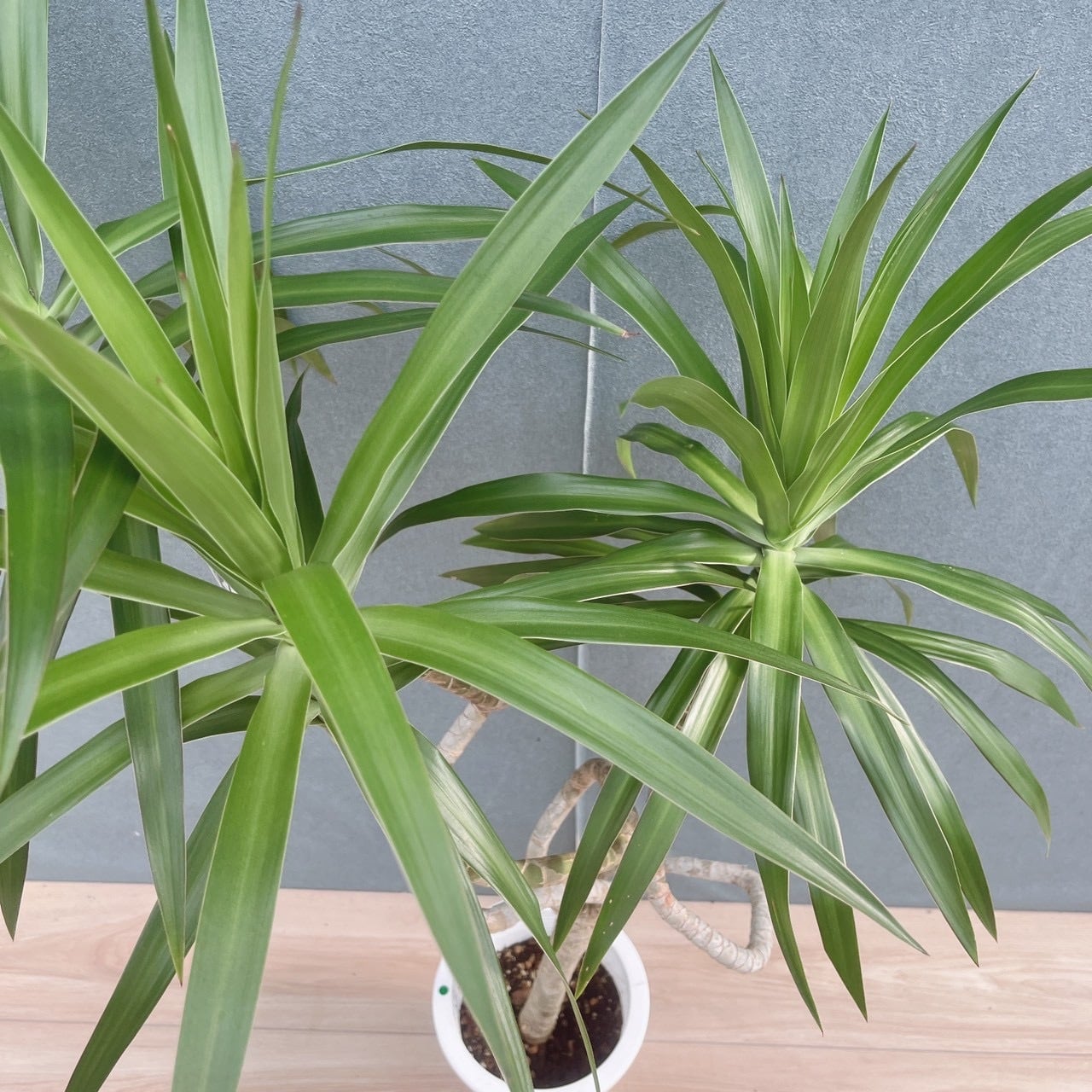 現品］【希少】25番 ドラセナ ナビー 龍 6号 観葉植物 大型 室内 レア