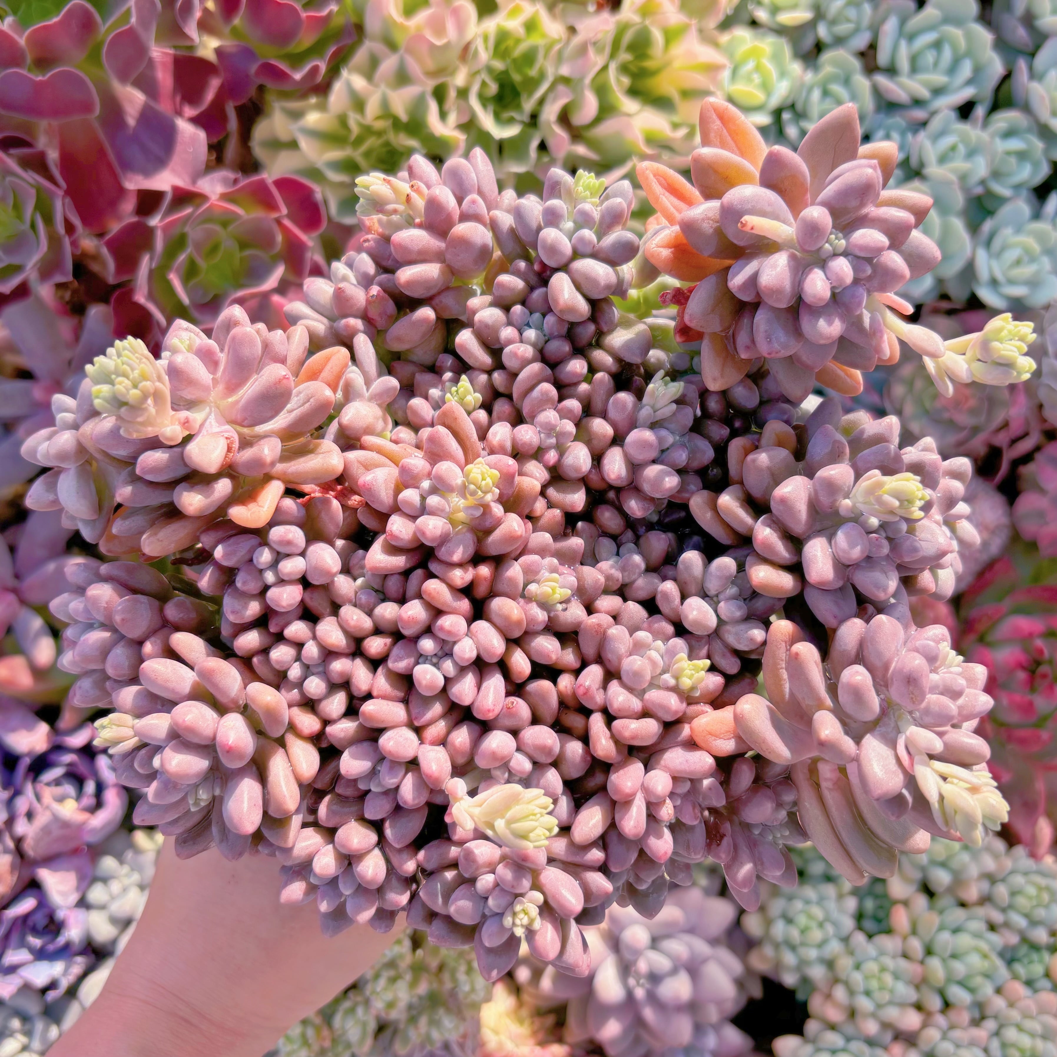 現品　エクスパトリマータxクレムネリア#863   特特大群生30cm　るる農園